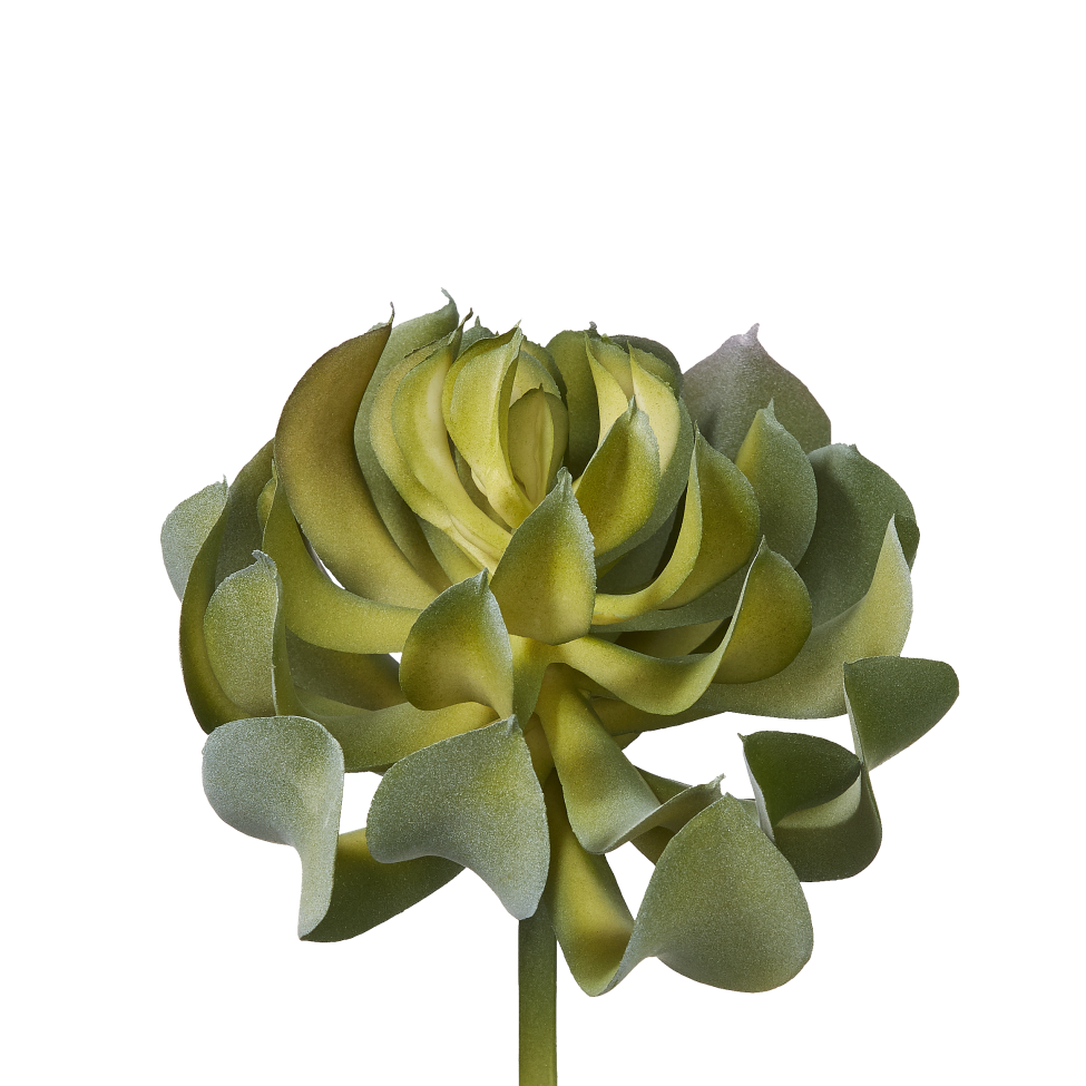 5" Echeveria Pick SF1005
