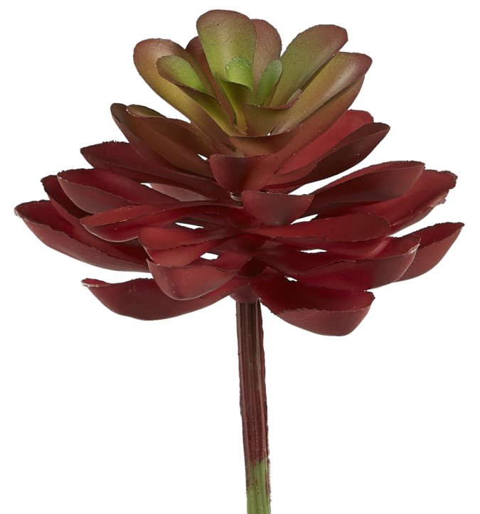 4" Echeveria Pick-Red  SF1025