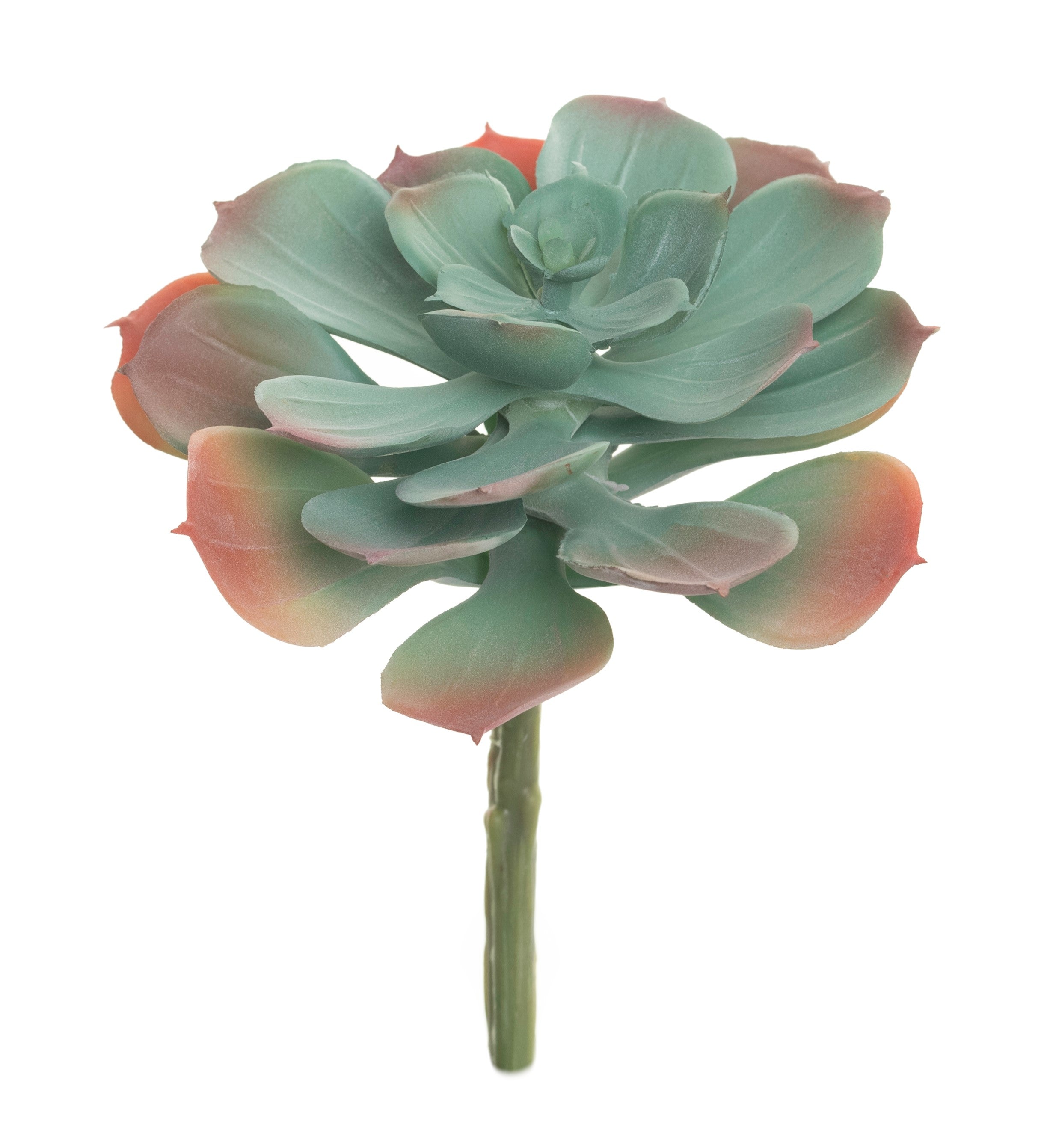 6" Echeveria Pick-Green/Orange SF1059