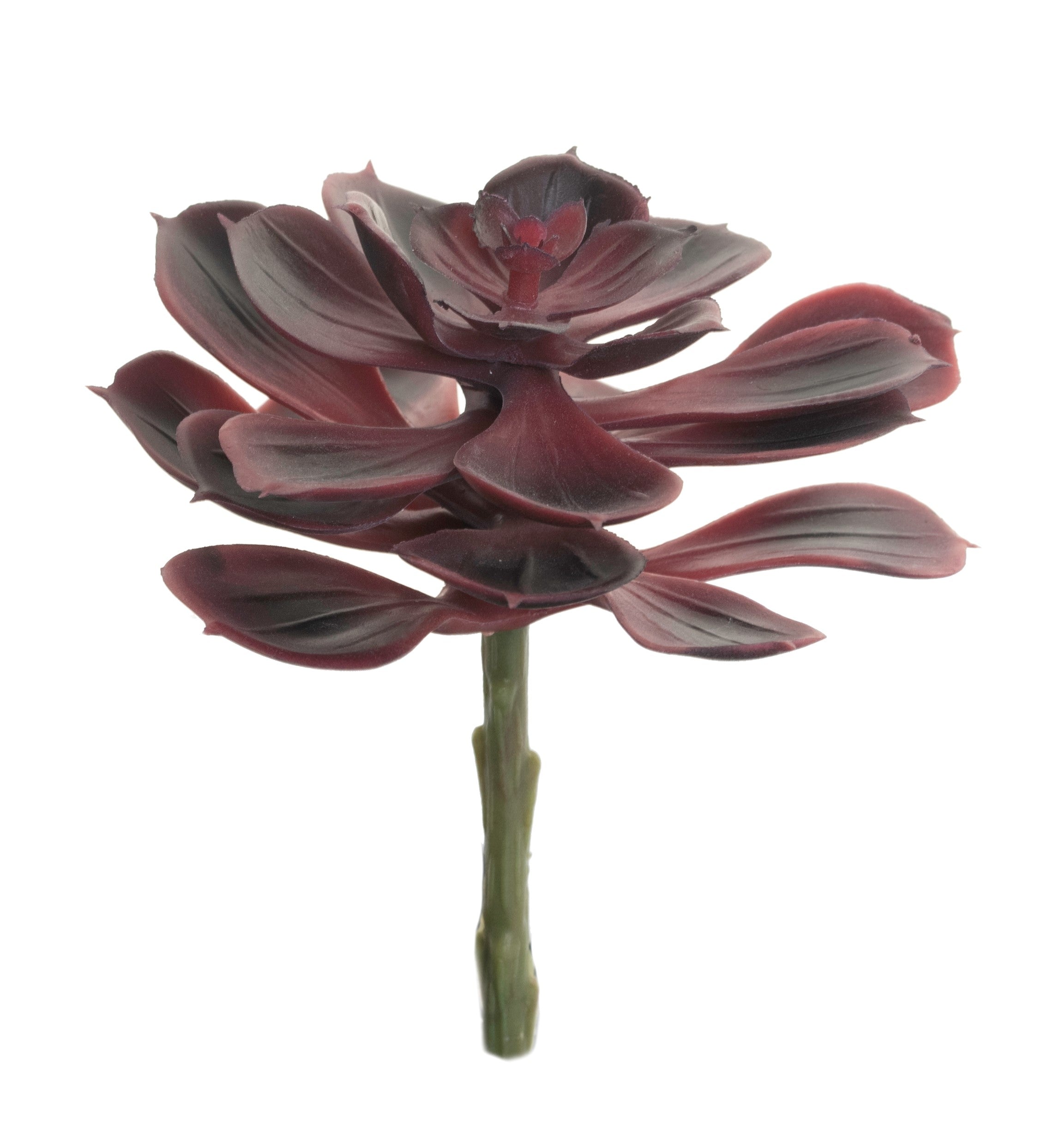 6" Echeveria Stem-Burgundy SF1060