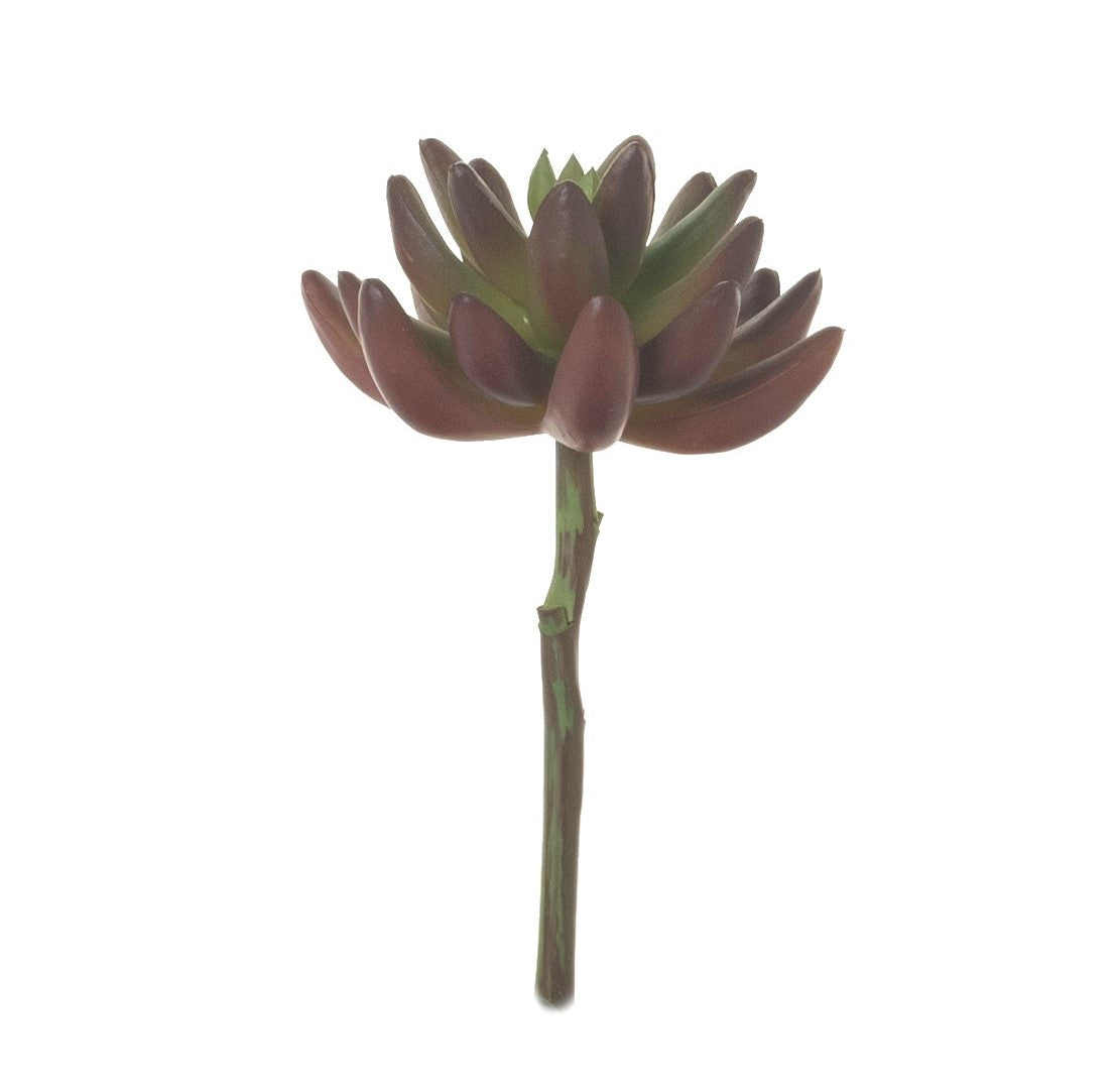 6" Burgundy/Green Single Stem Succulent SF1072