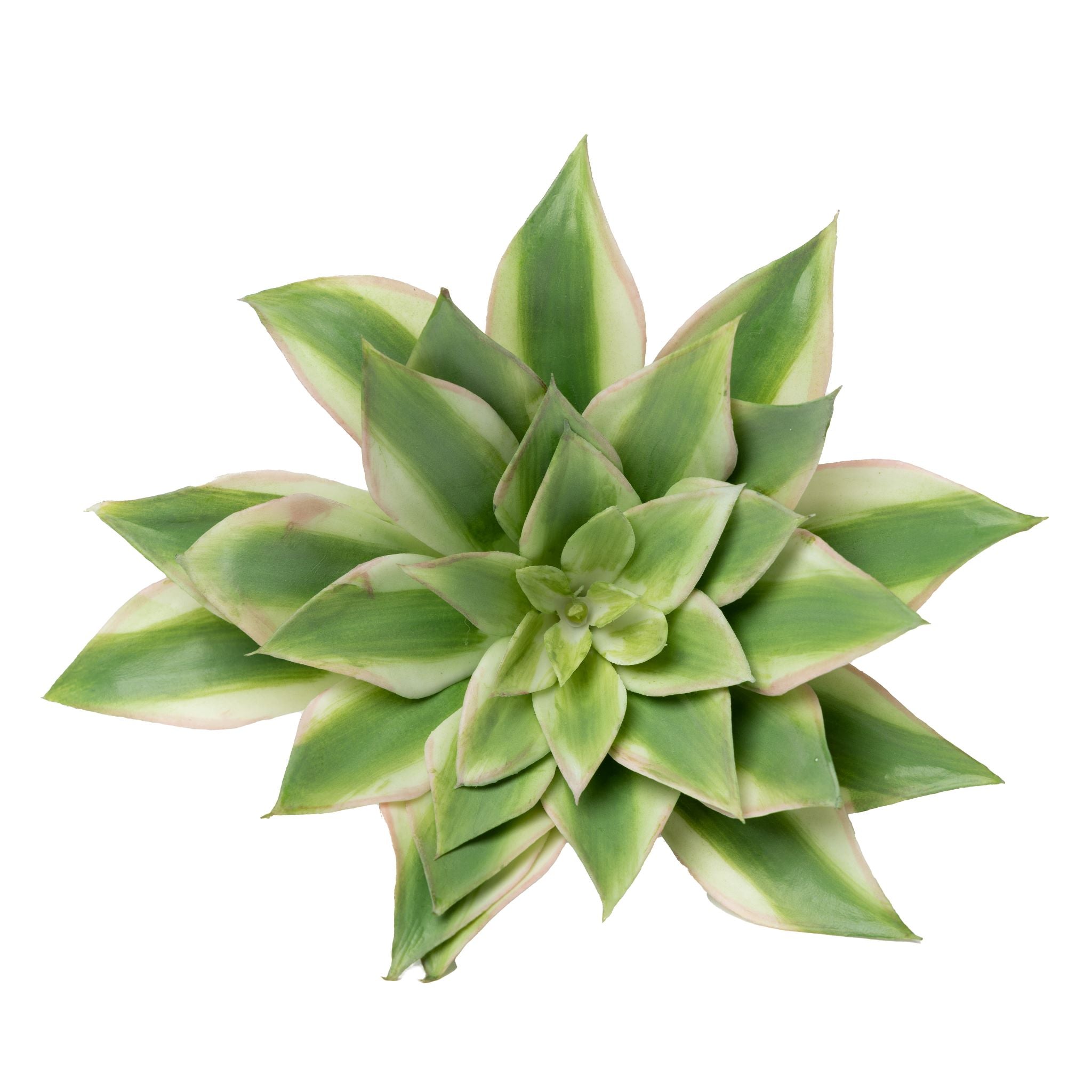 8" Echeveria     SF1093