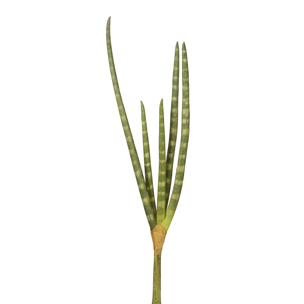 12" Snake Grass ST1003