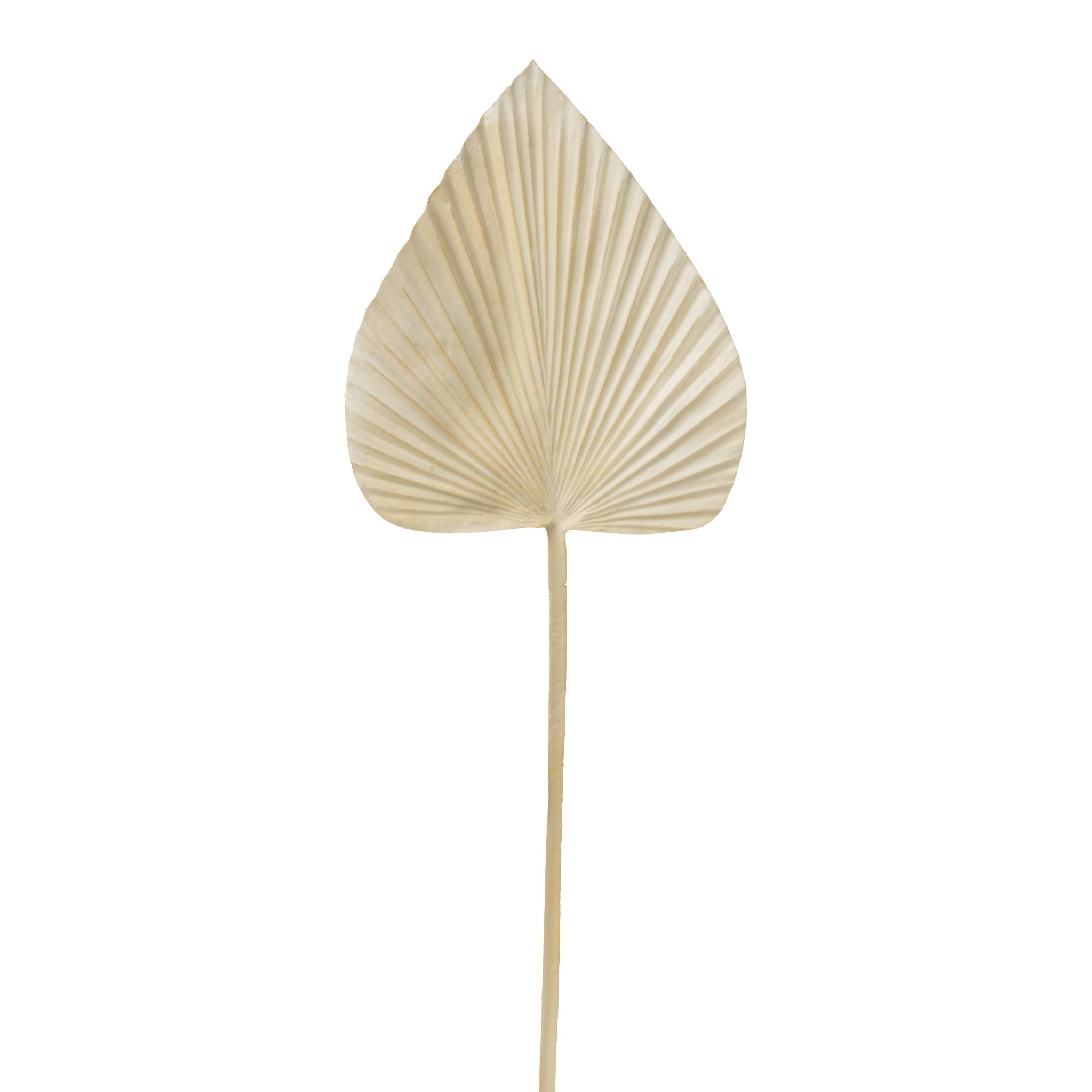 30" Palm Leaf Cream ST1124