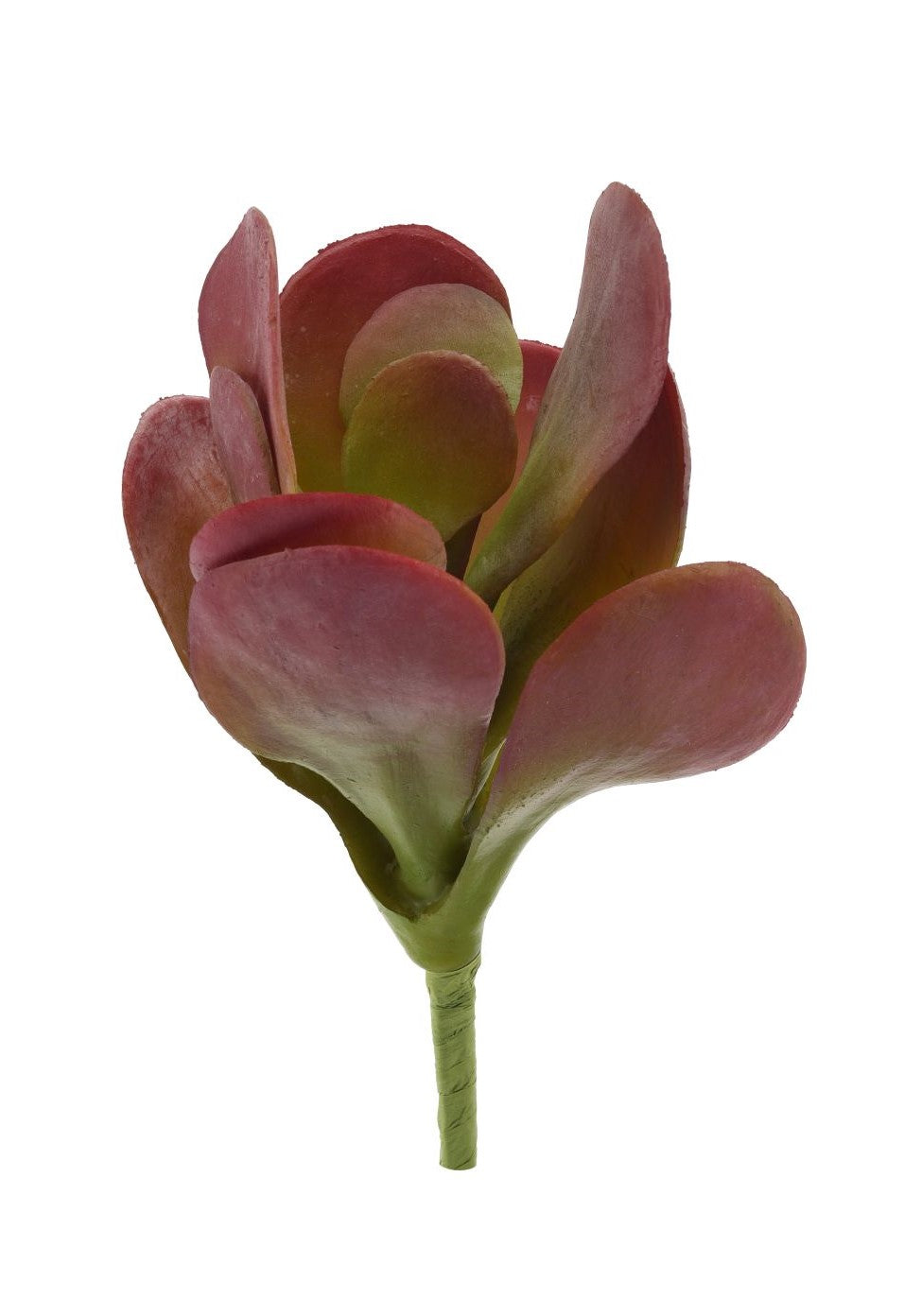 10" Kalanchoe Stem-Burgundy SU1026