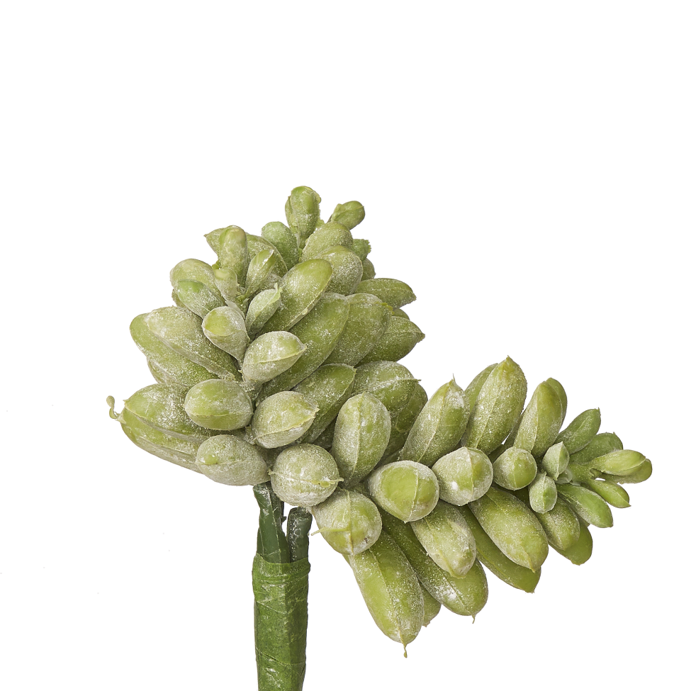 7" Sedum Pick SU1002