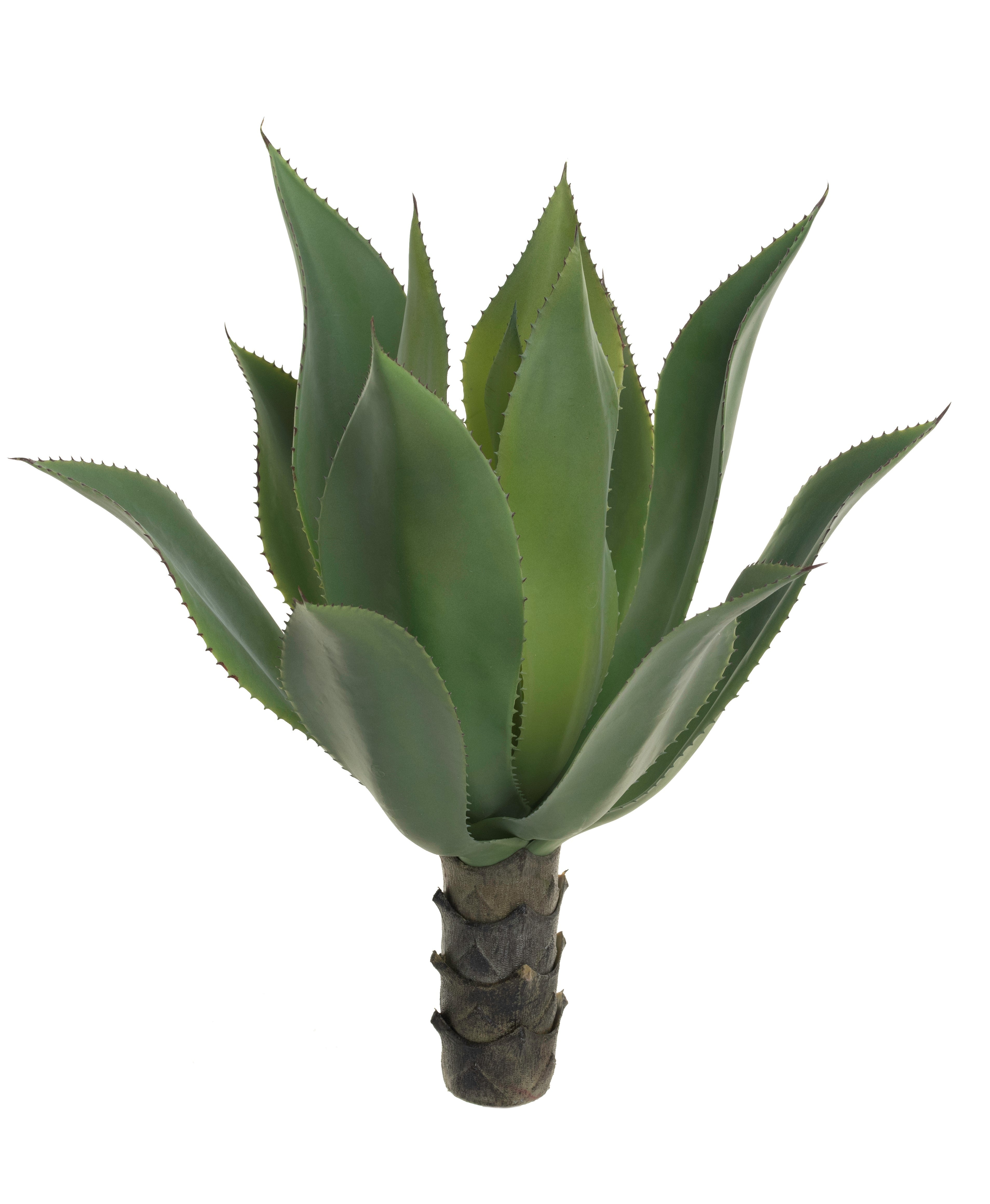 23" Agave Stem-UV Treated SU1015