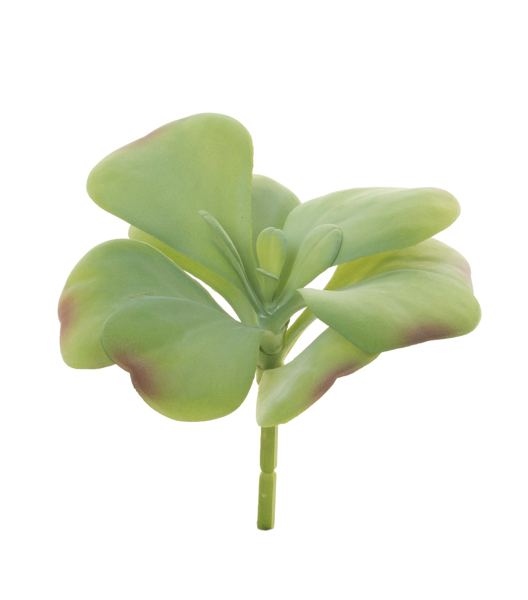 8" Houseleek Stem   SU1048