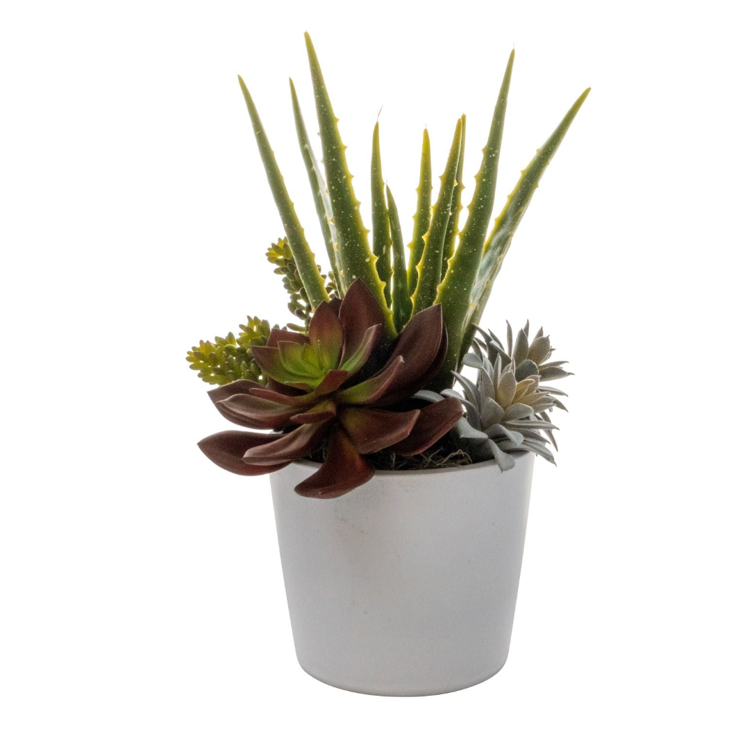 Ardie Pot with Succulent Arrangement AR1529