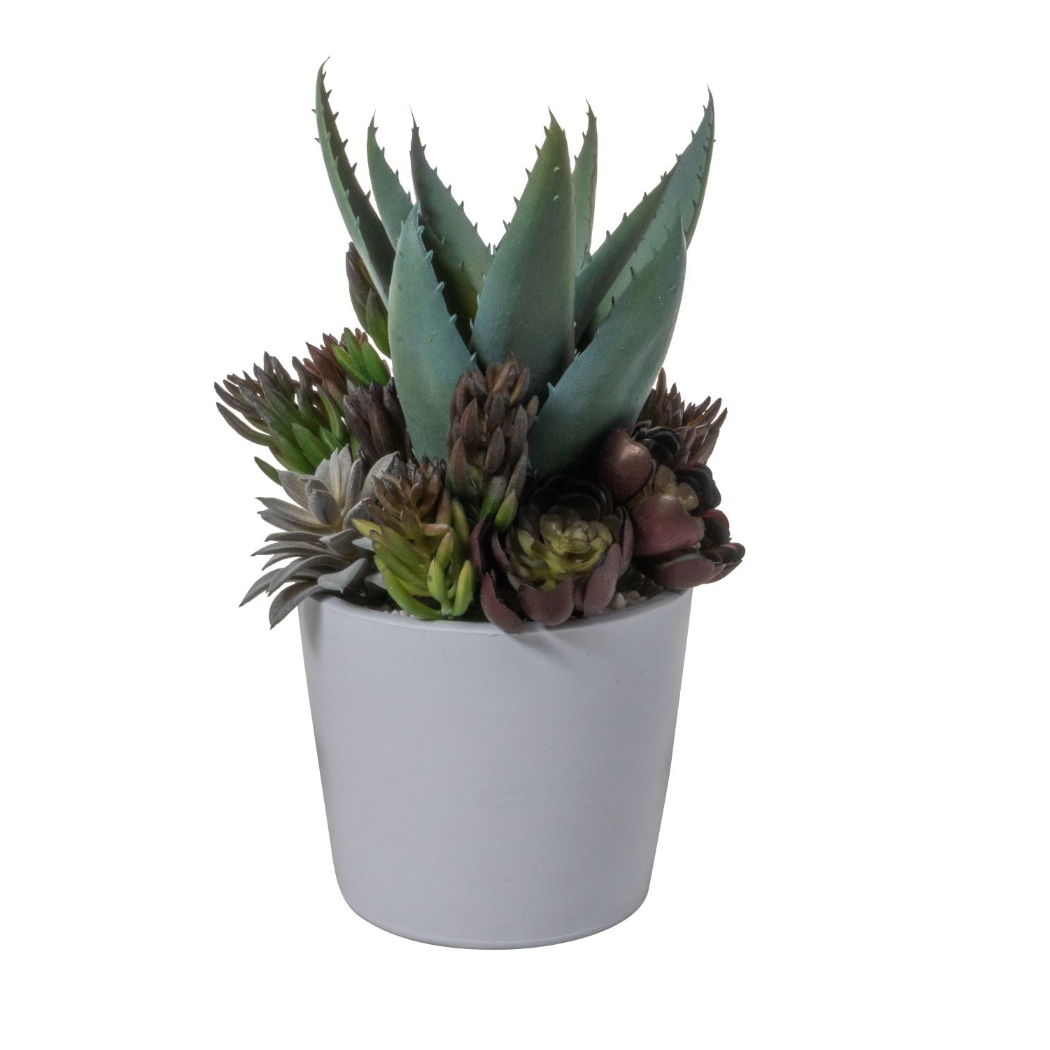 Ardie Pot with Succulent Arrangement AR1530