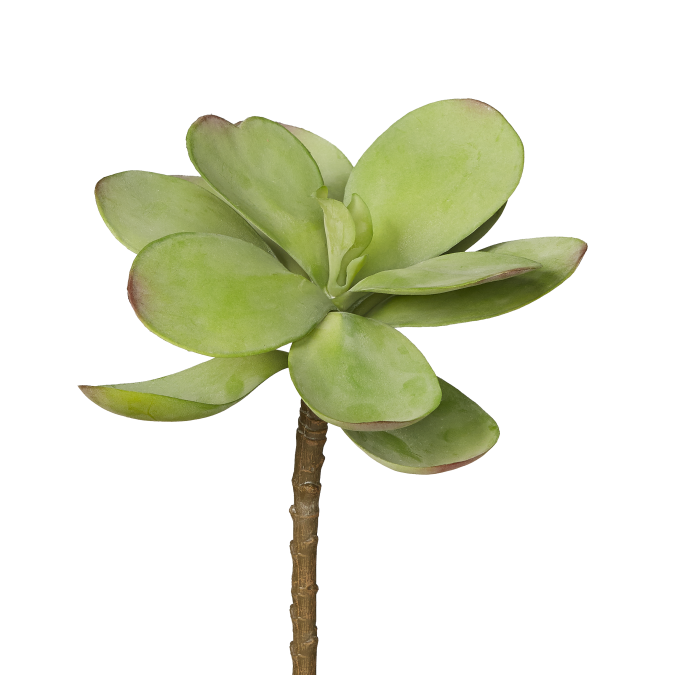 7" Dusty Stem   SF1013