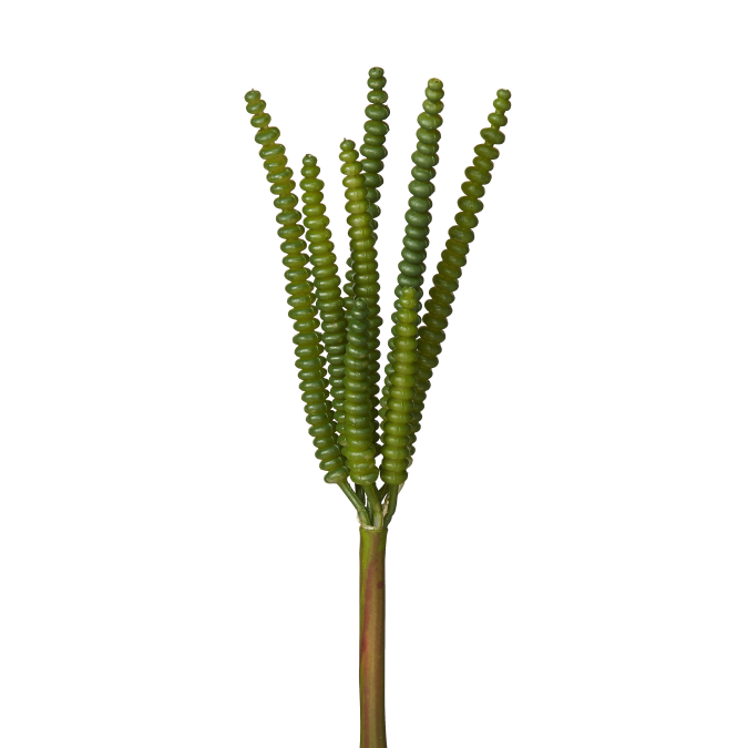 7" Worm Succulent   SU1012