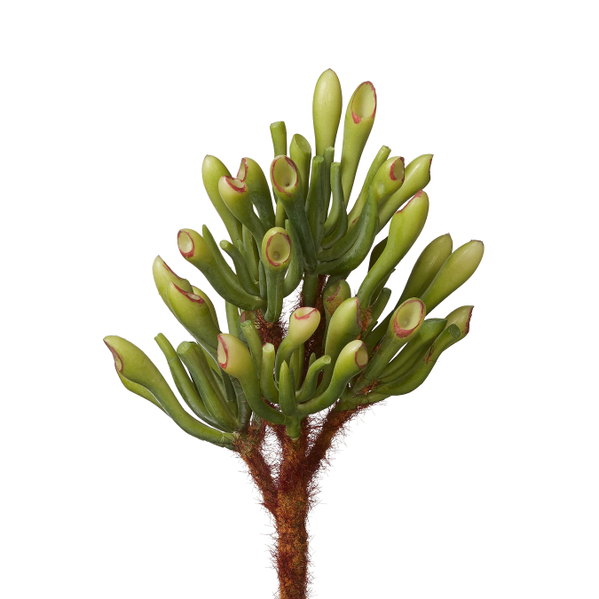 9" Coral Succulent Stem   SU1017UV