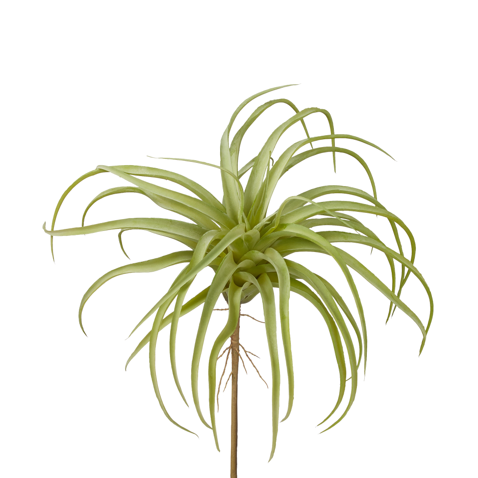 11" Green Air Plant AP1001