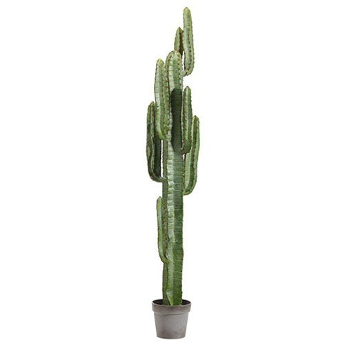 5' Cactus Tree FP1072