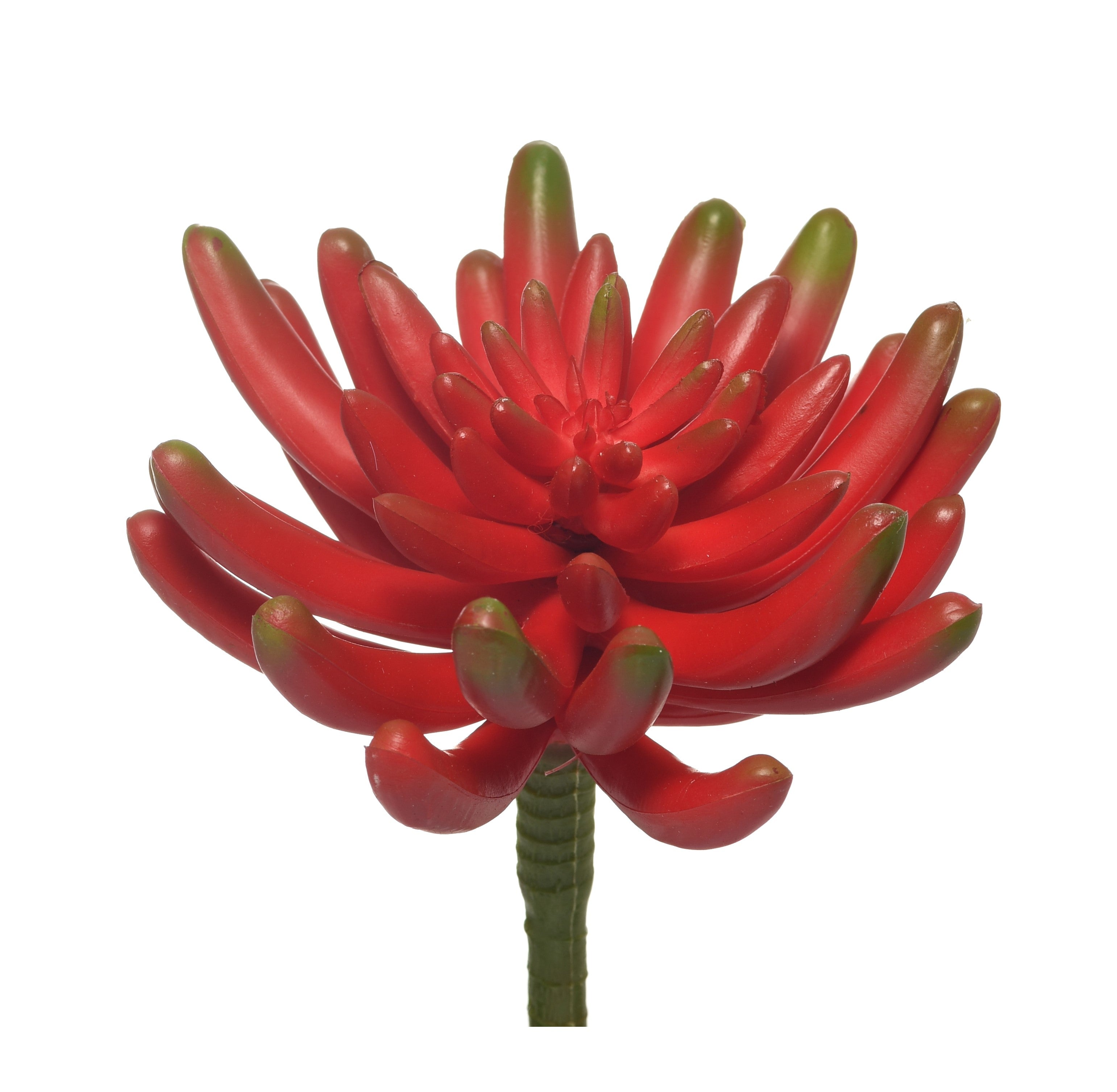 6" Aeonium Stem-Red  SF1012