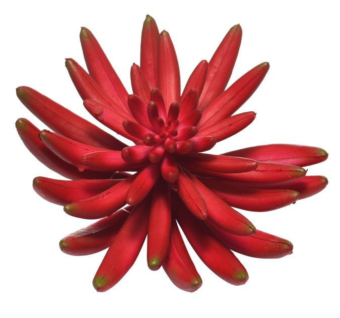 6" Aeonium Stem-Red   SF1039