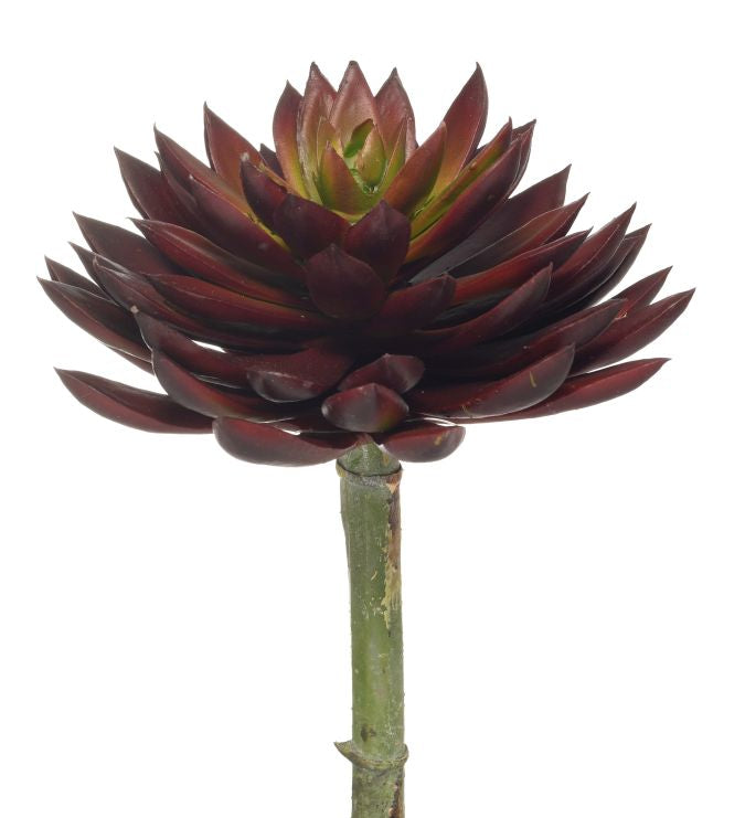 8" Echeveria Stem-Burgundy   SF1056