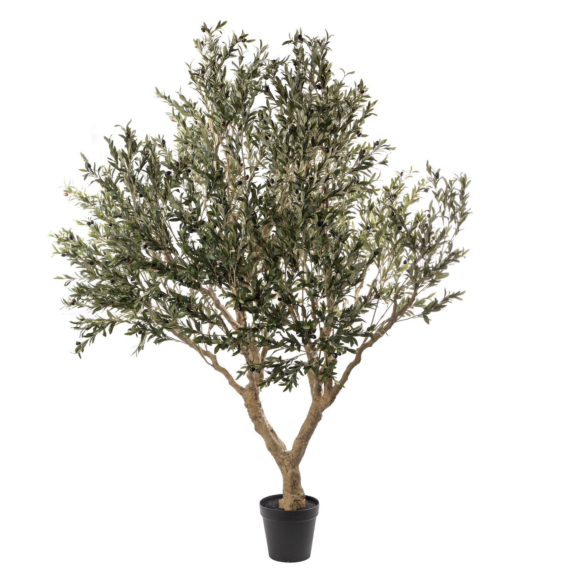 8’ Olive Tree XXL FP1225