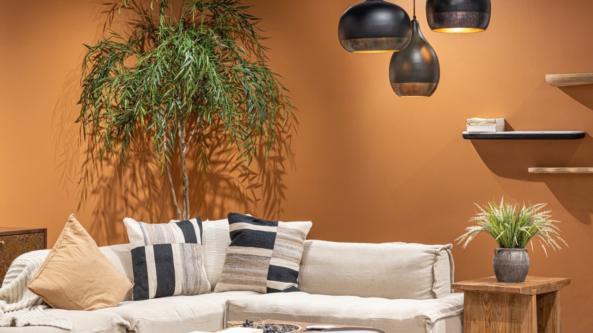 Weeping Willow, Shady Lady, Ficus, Aralia