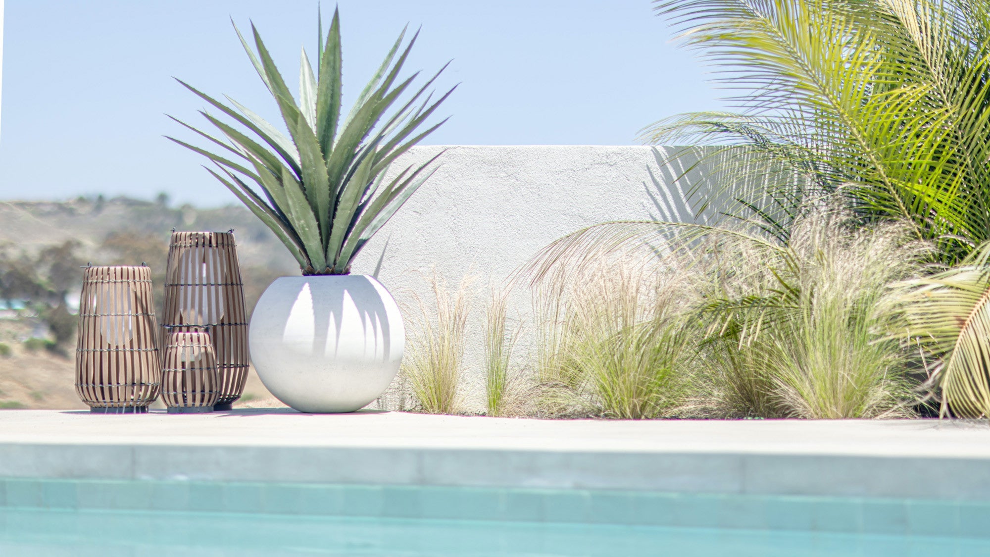 Agave, Aloe, and Cactus