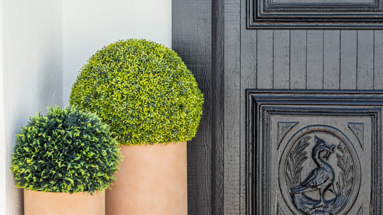 Boxwood, Lemon, and Papyrus