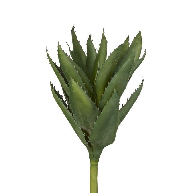 Aloe Vera Stems