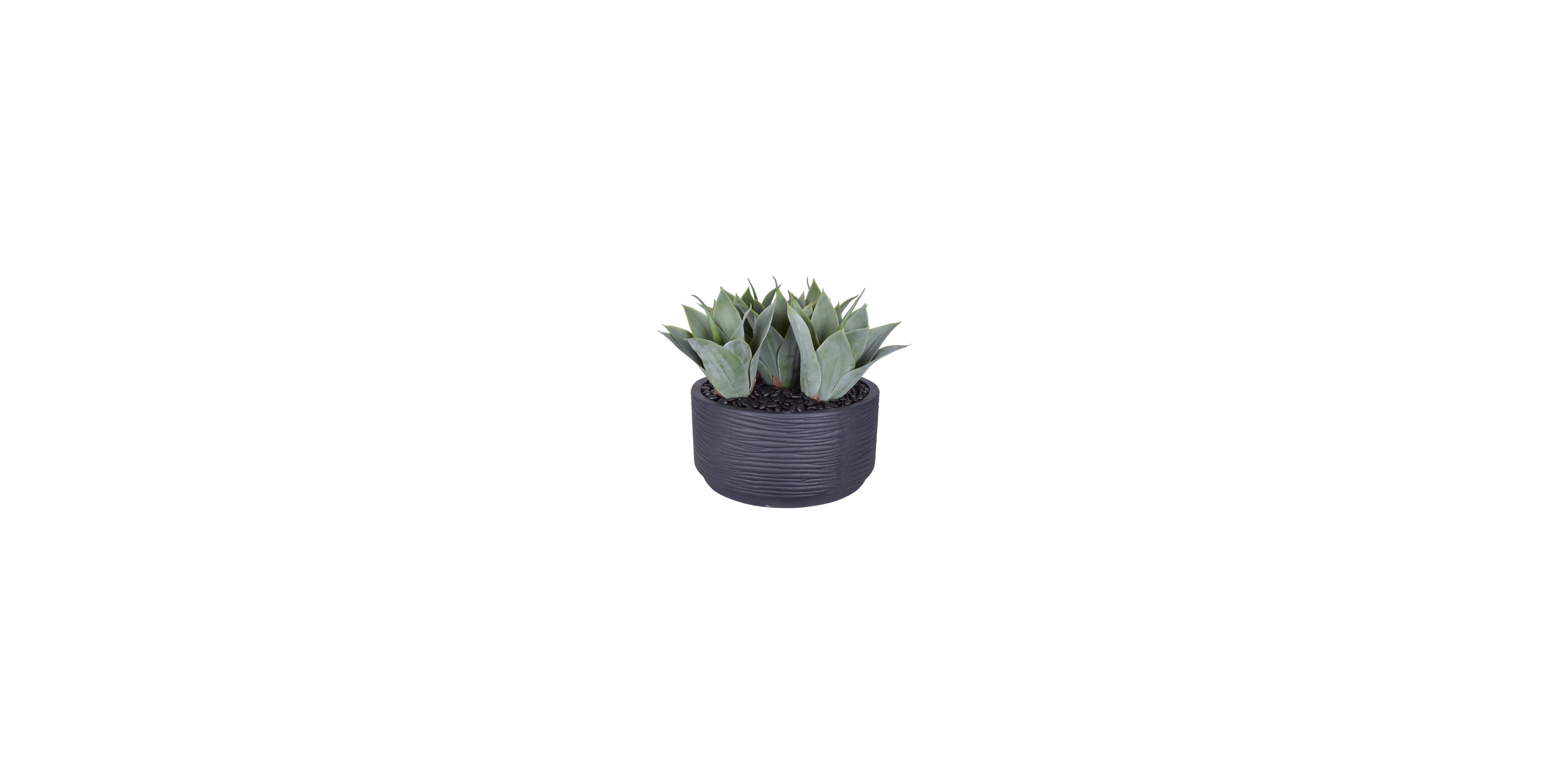 Agave