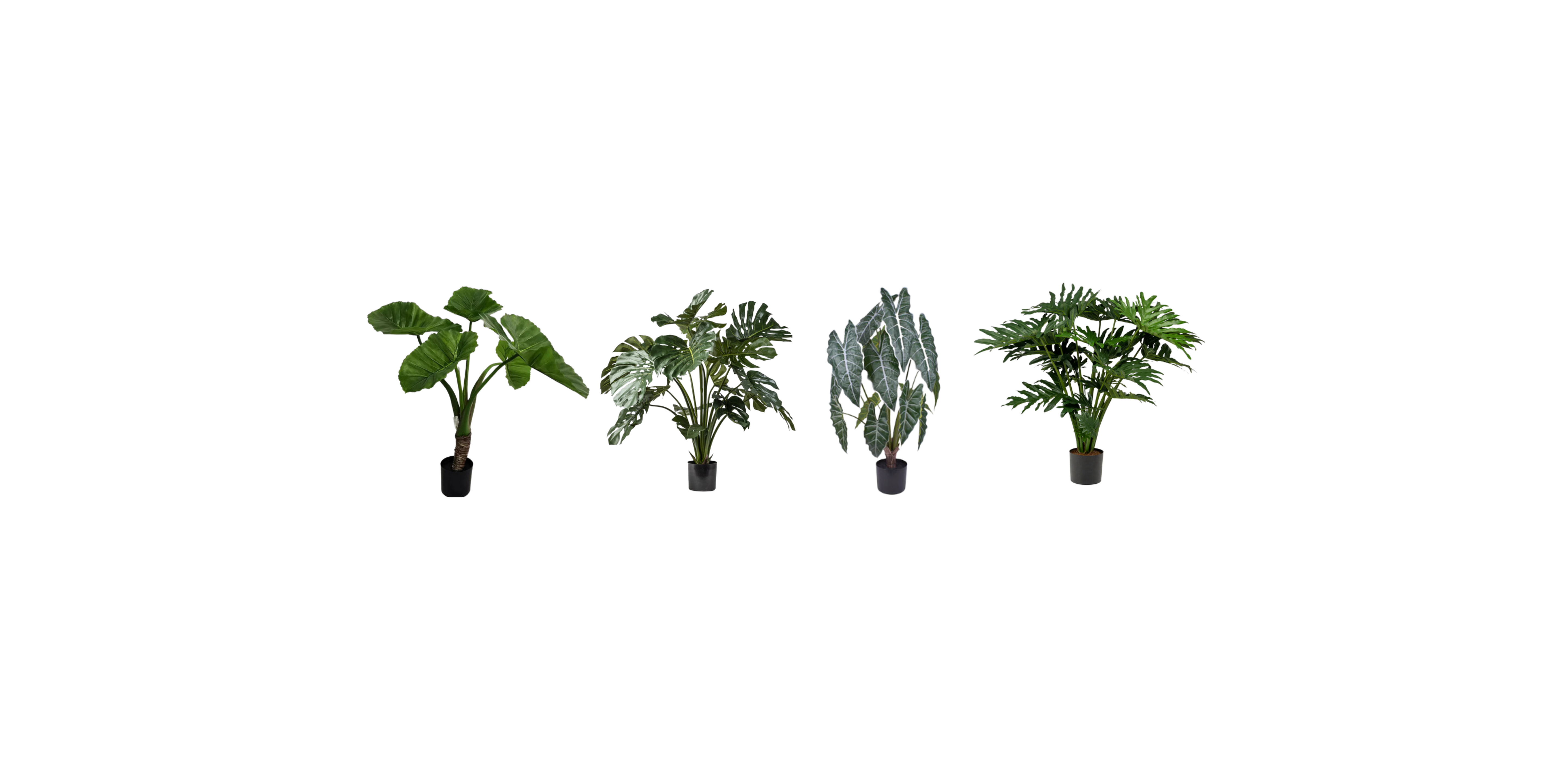 Evergreen, Monstera, Philodendron, and Spathiphyllum