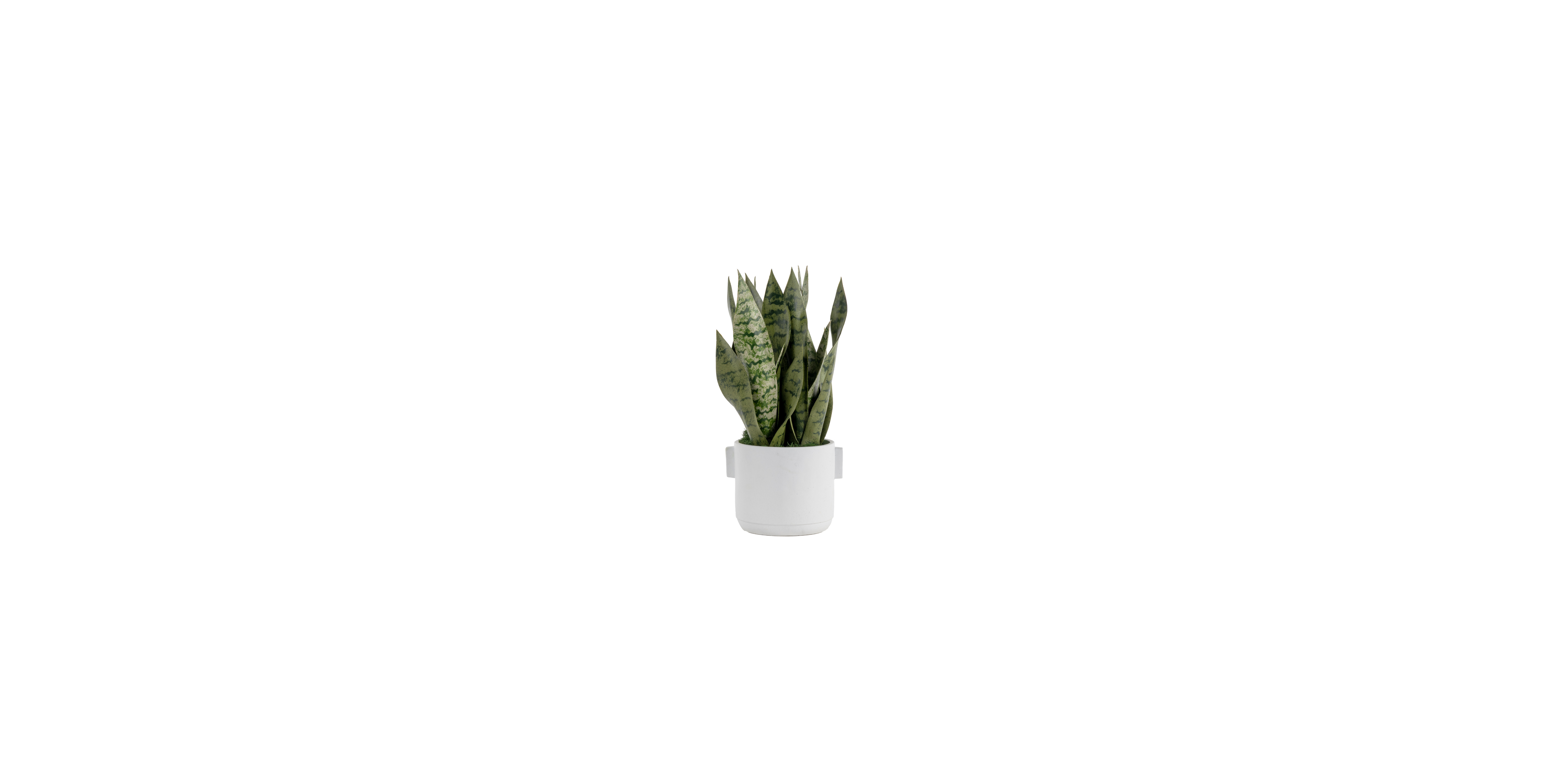 Sansevieria