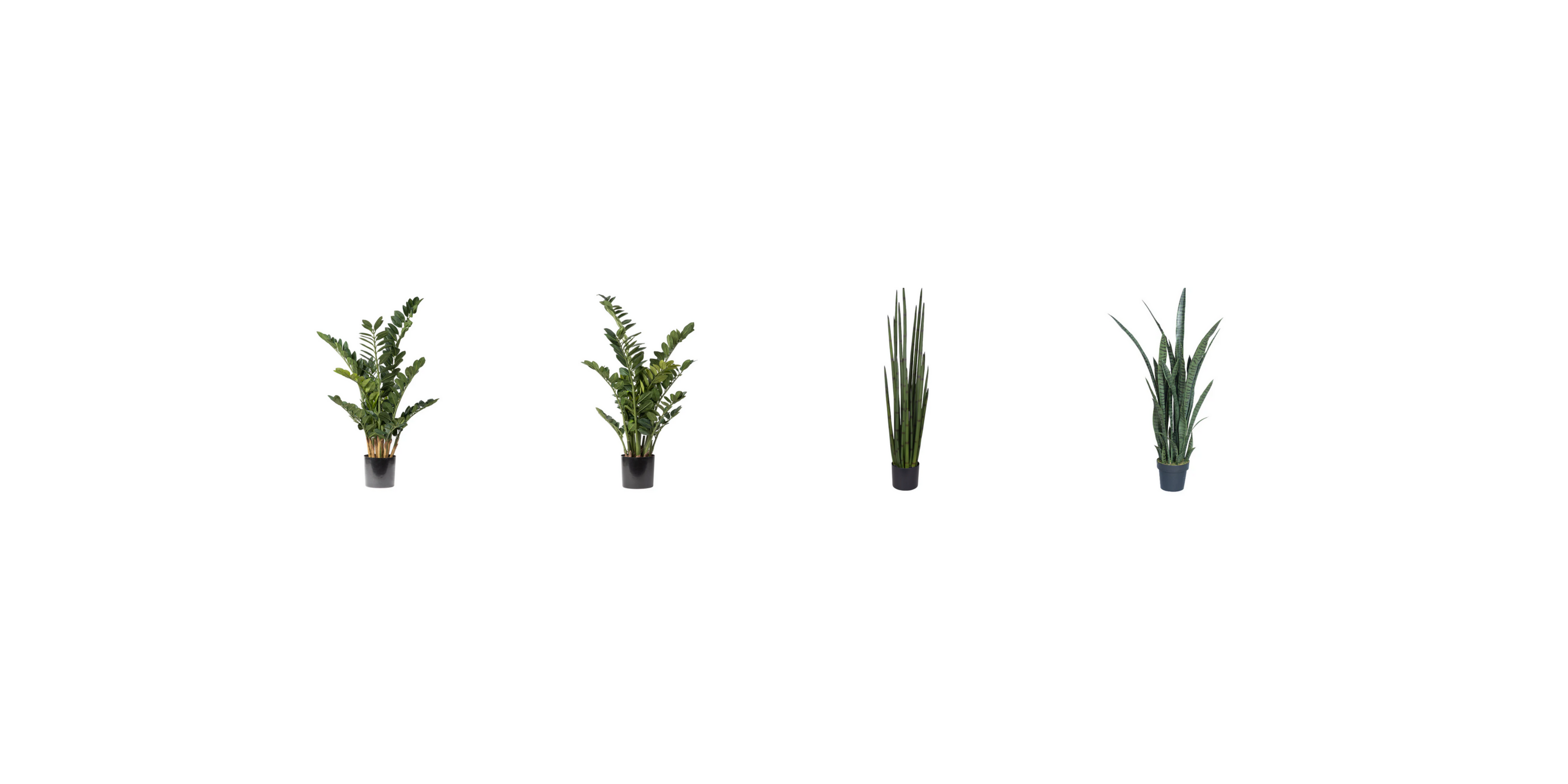 Grass, Sansevieria, and ZZ