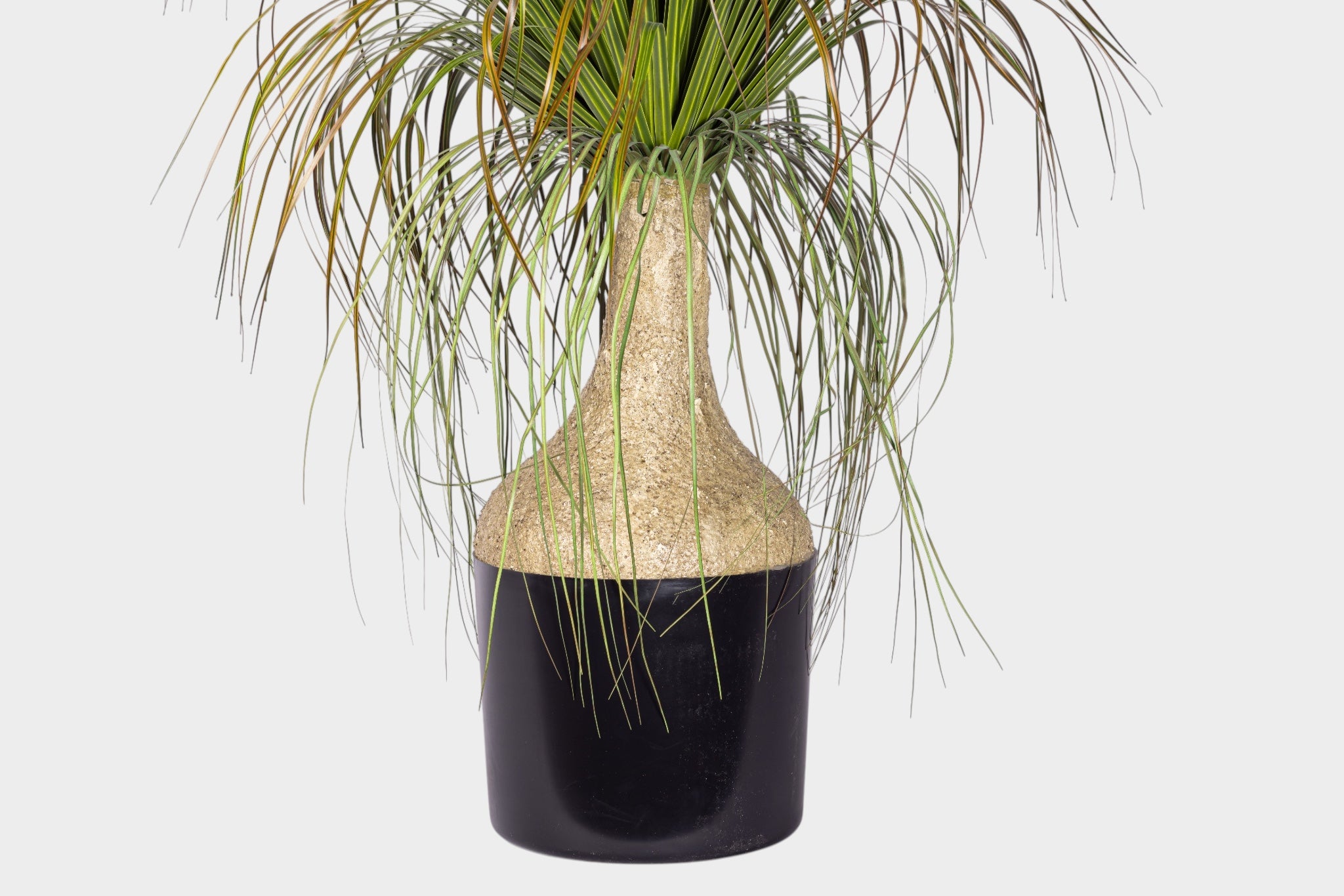 4.5' Pony Tail Palm Tree - UV Treated FP1519UV