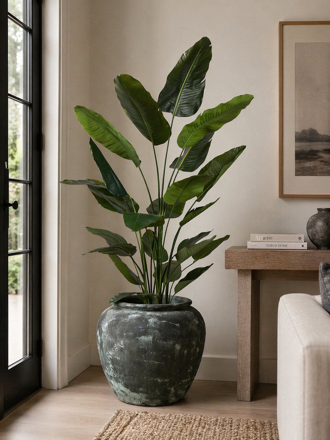 6.5' Traveller Palm in Venus Planter