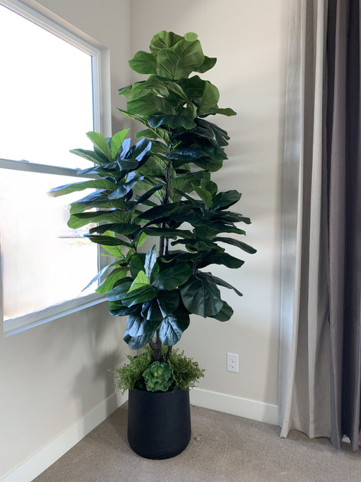 7.5' Fiddle Leaf Fig Tree     FP1074