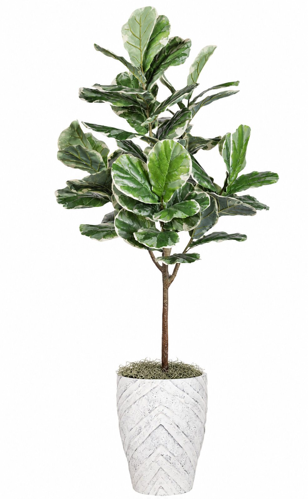 Varigated Fiddle Leaf Fig Tree in Large Savoy Planter   PC1511CN1472LG