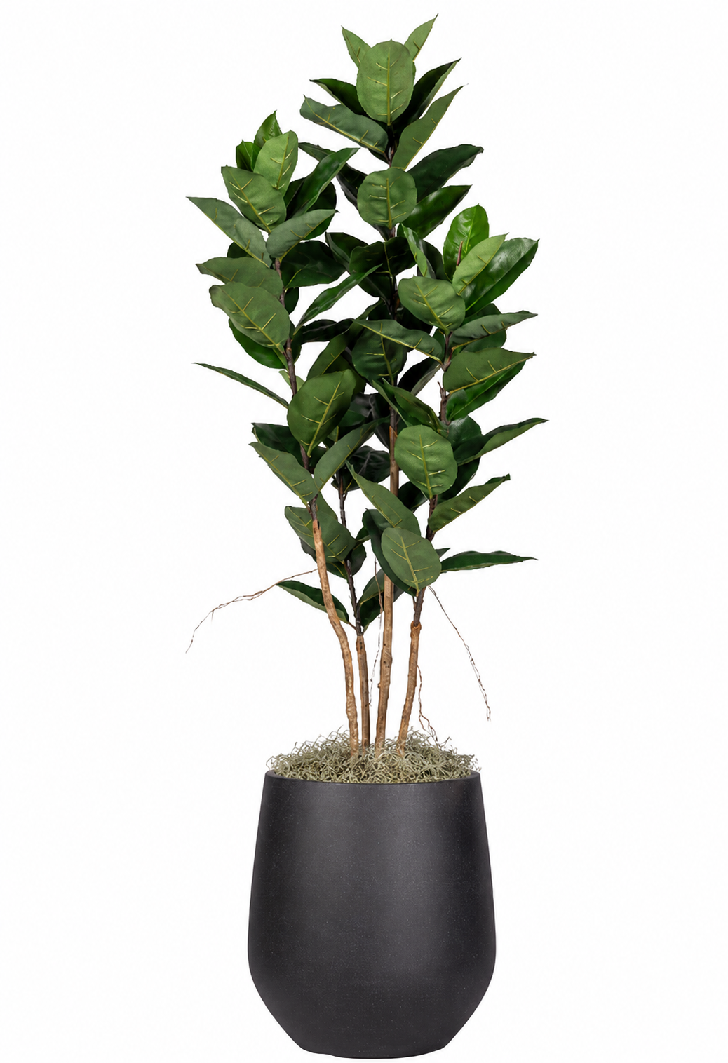 Rubber Tree in Holden Planter PC1306CN1464BK