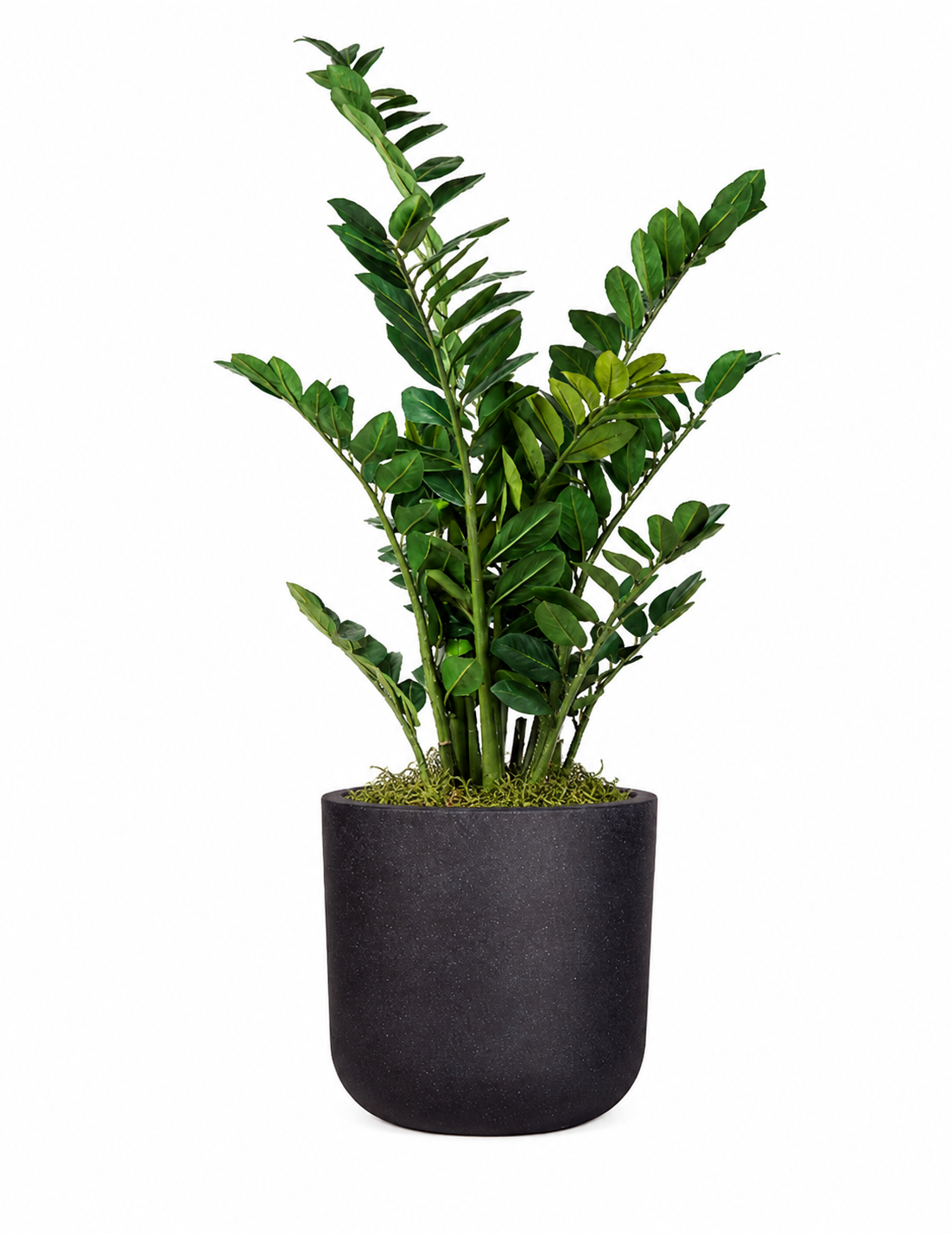 ZZ Plant in Sven Planter with Green Spanish Moss PC1179CN1463SM