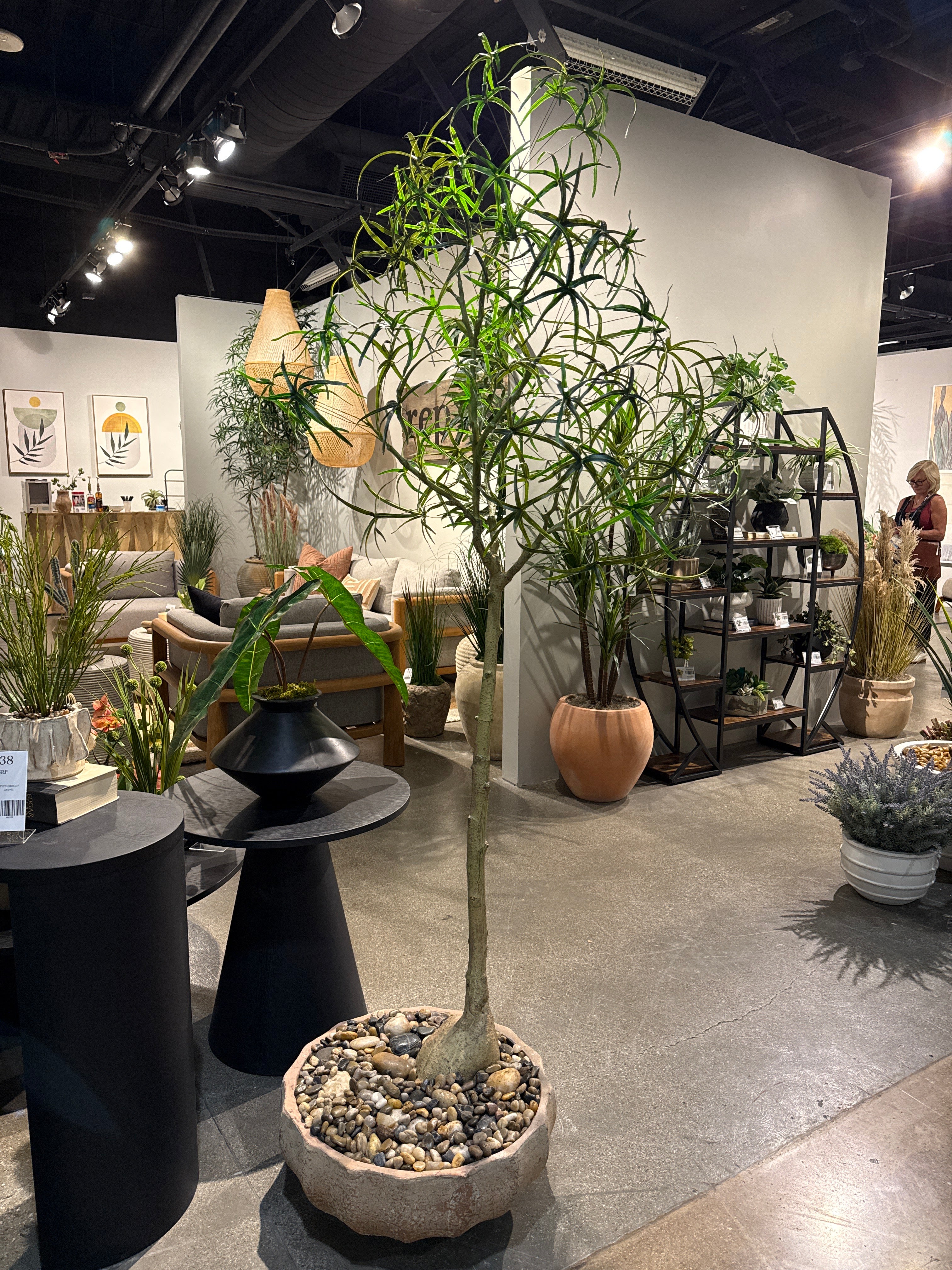 6.5’ Queensland Bottle Tree in Large Ansel Bowl with Rock   PC1477