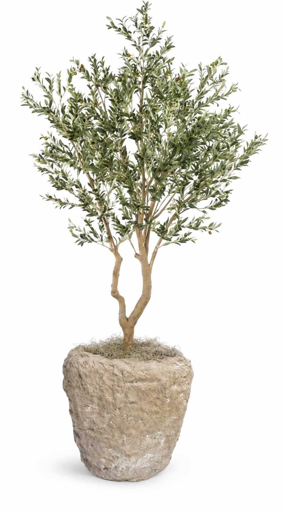 8.5' Olive Tree in Crux Planter | PC1420CN1393LG