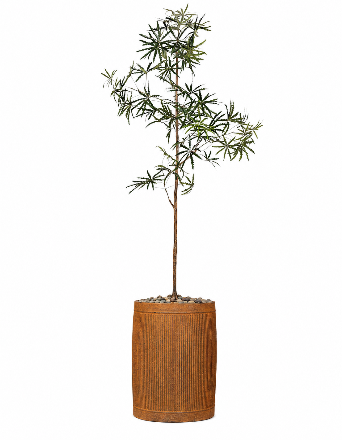 False Aralia Tree in Mesa Planter with Mixed Rock PC1434CN1422LG