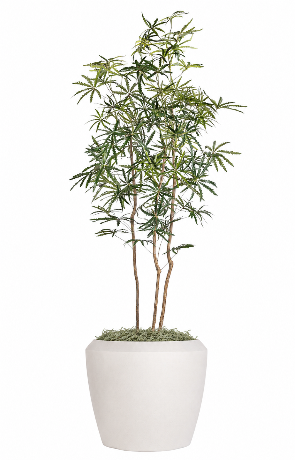 False Aralia in Brynn Planter with Green Spanish Moss PC1435CN1460WHLG