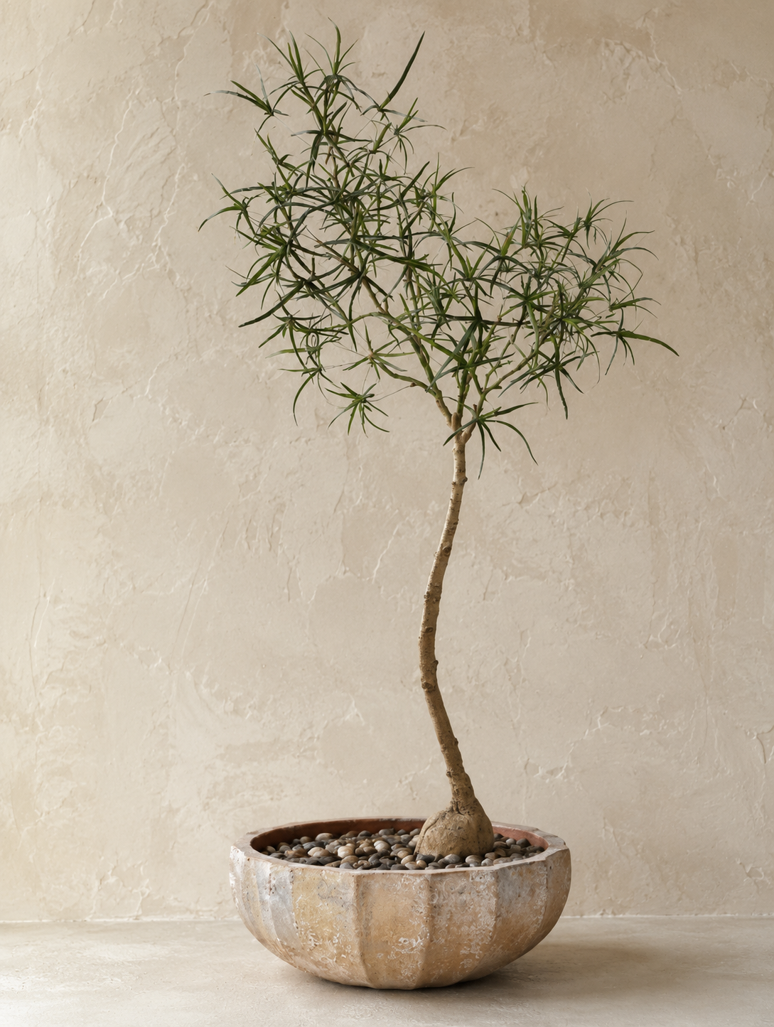 6.5’ Queensland Bottle Tree in Large Ansel Bowl with Rock   PC1477