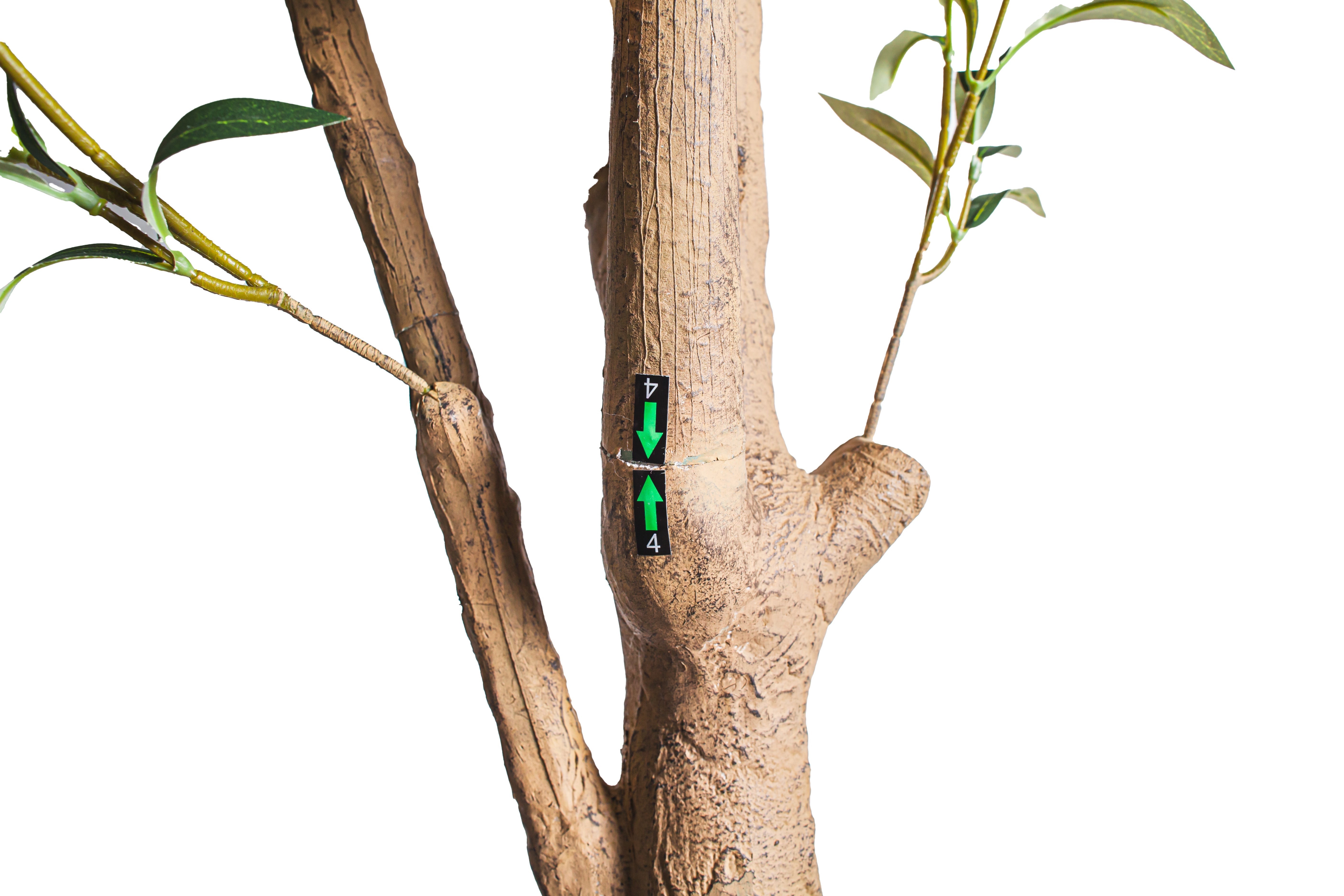 8’ Olive Tree      FP1420