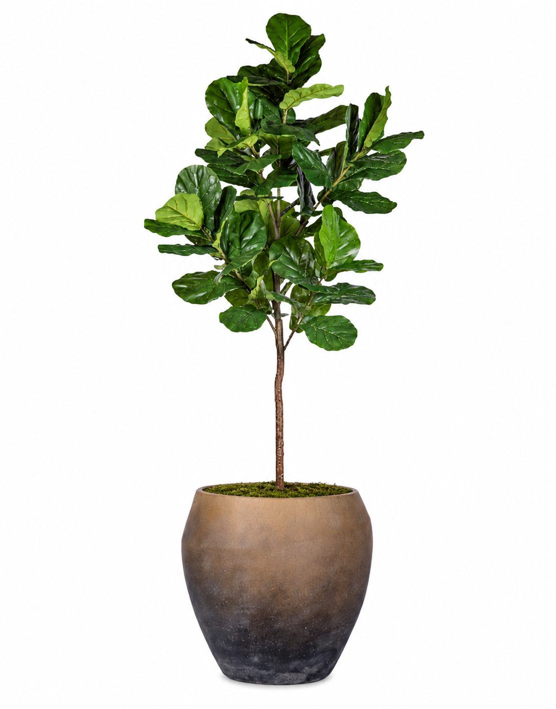 Fiddle Leaf Fig Tree in Dustin Planter with Sheet Moss PC1512CN1479LG