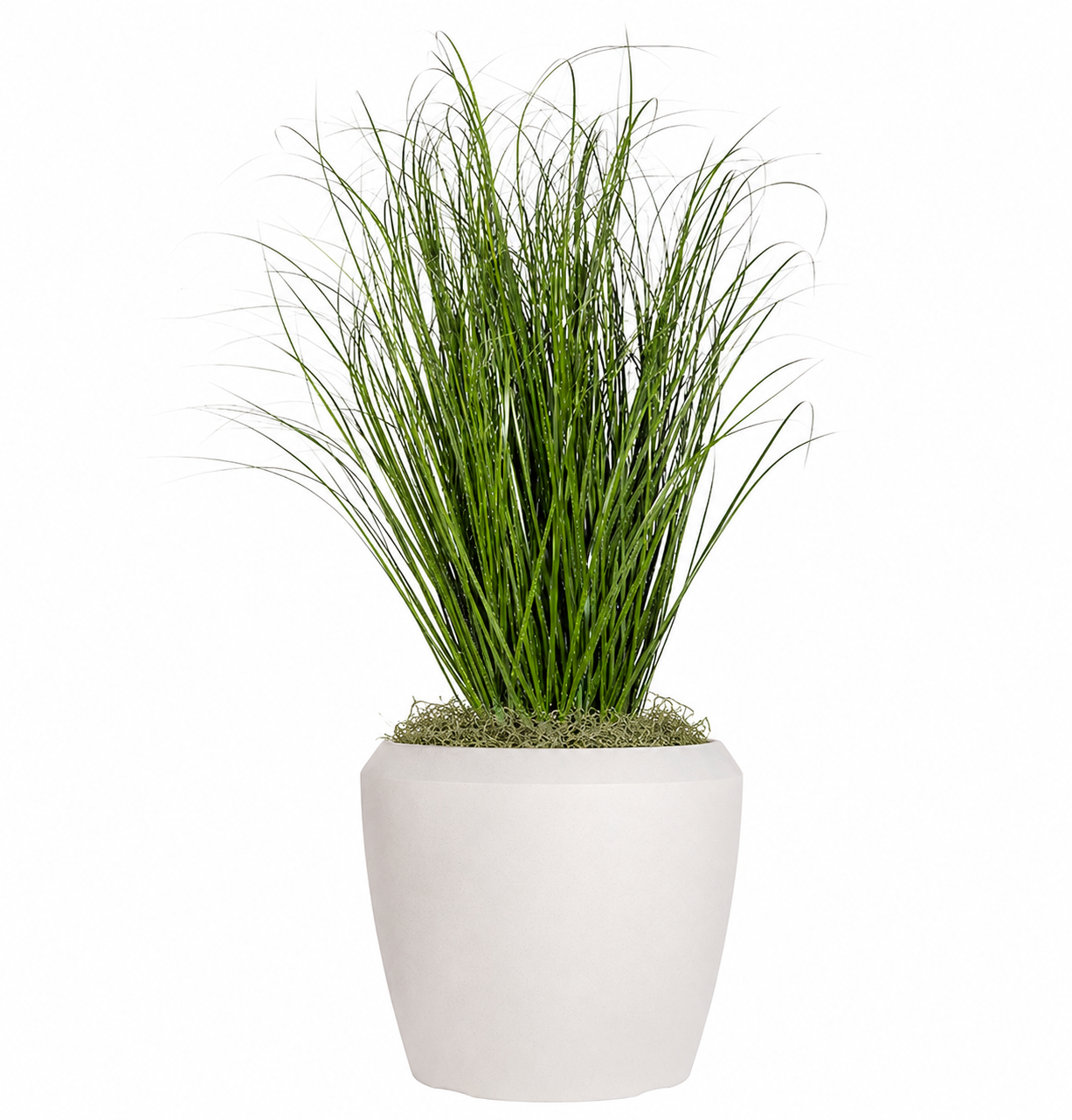 3' Grass in Brynn Planter with Green Spanish Moss PC1516CN1460WHSM
