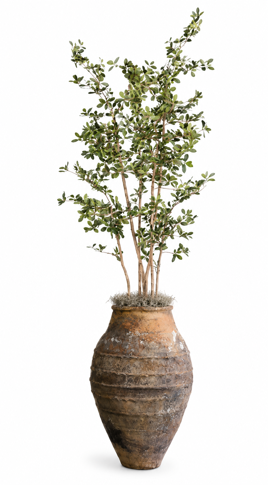 9' Black Olive in Turkish Pot | PC1410TURKBKLG