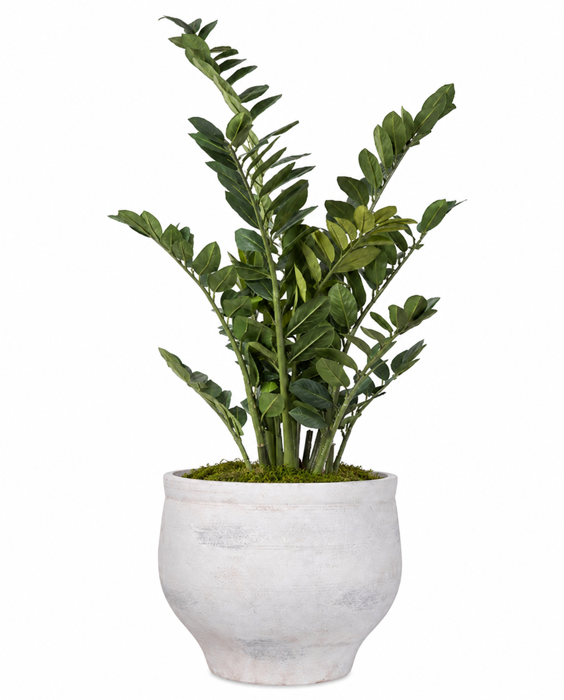 ZZ Plant in Mason Planter with Sheet Moss PC1179CN1480SM