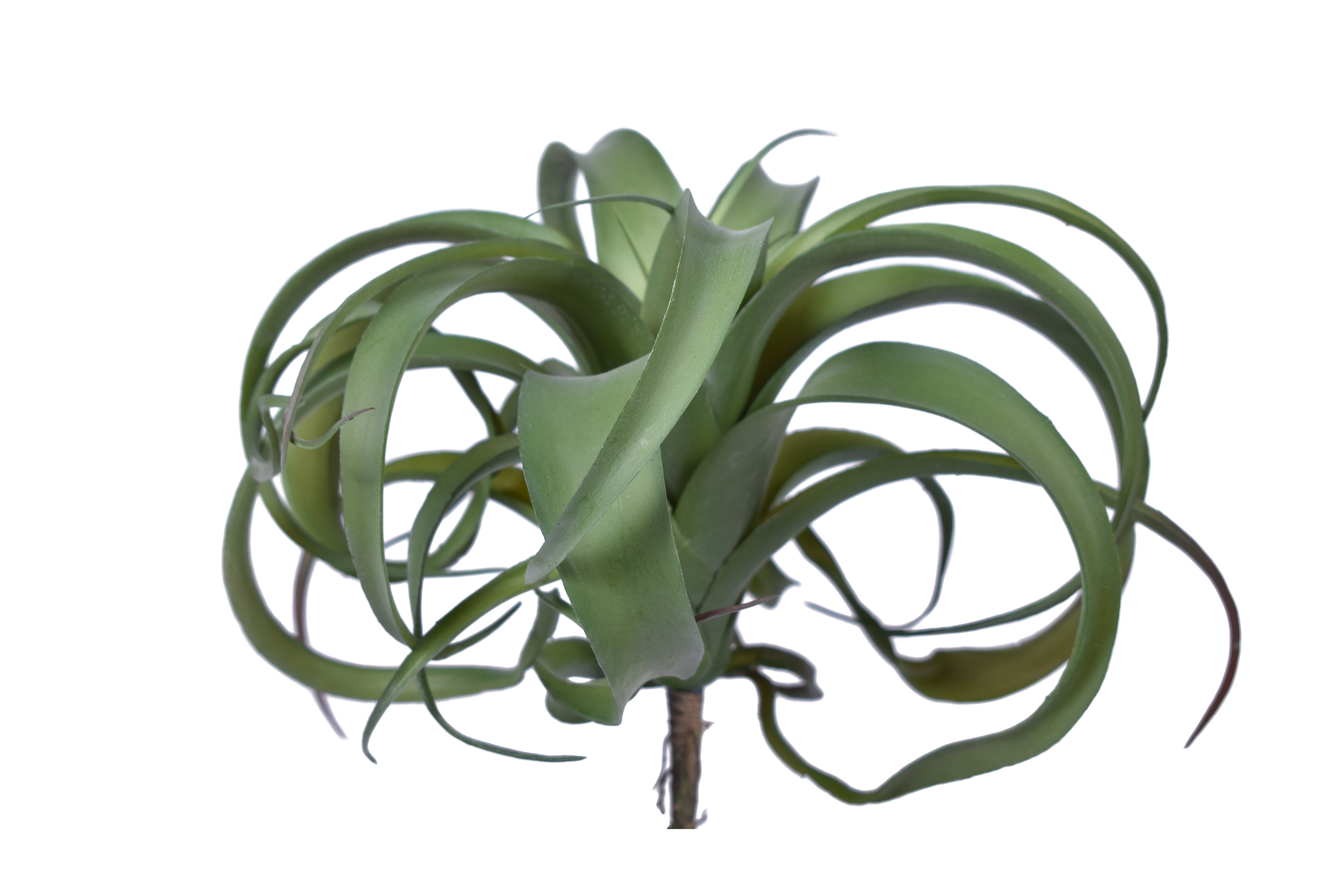 10.5" UV Protected Green Airplant   AP1009UV