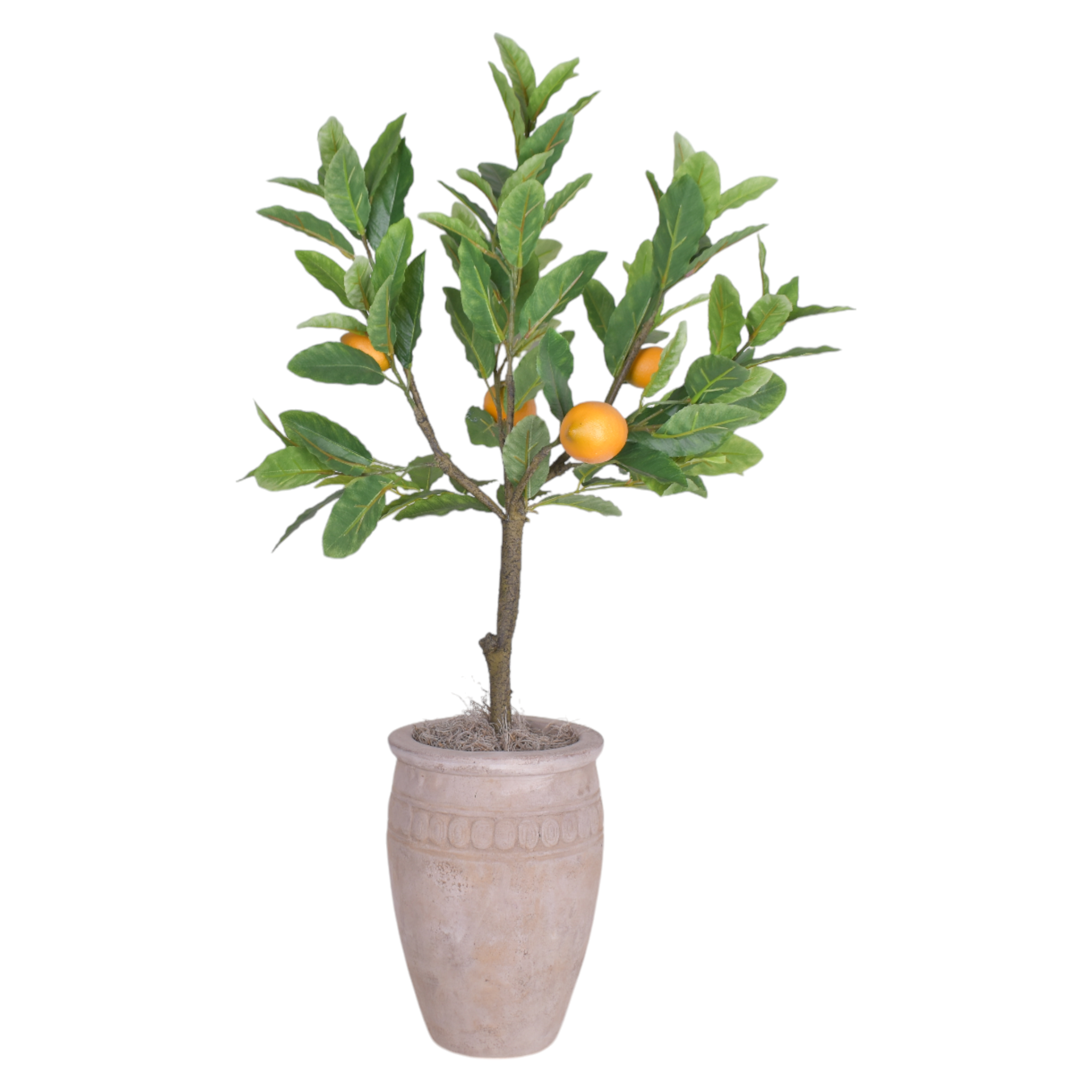 12" Palermo Planter with Lemon Tree   AR1000