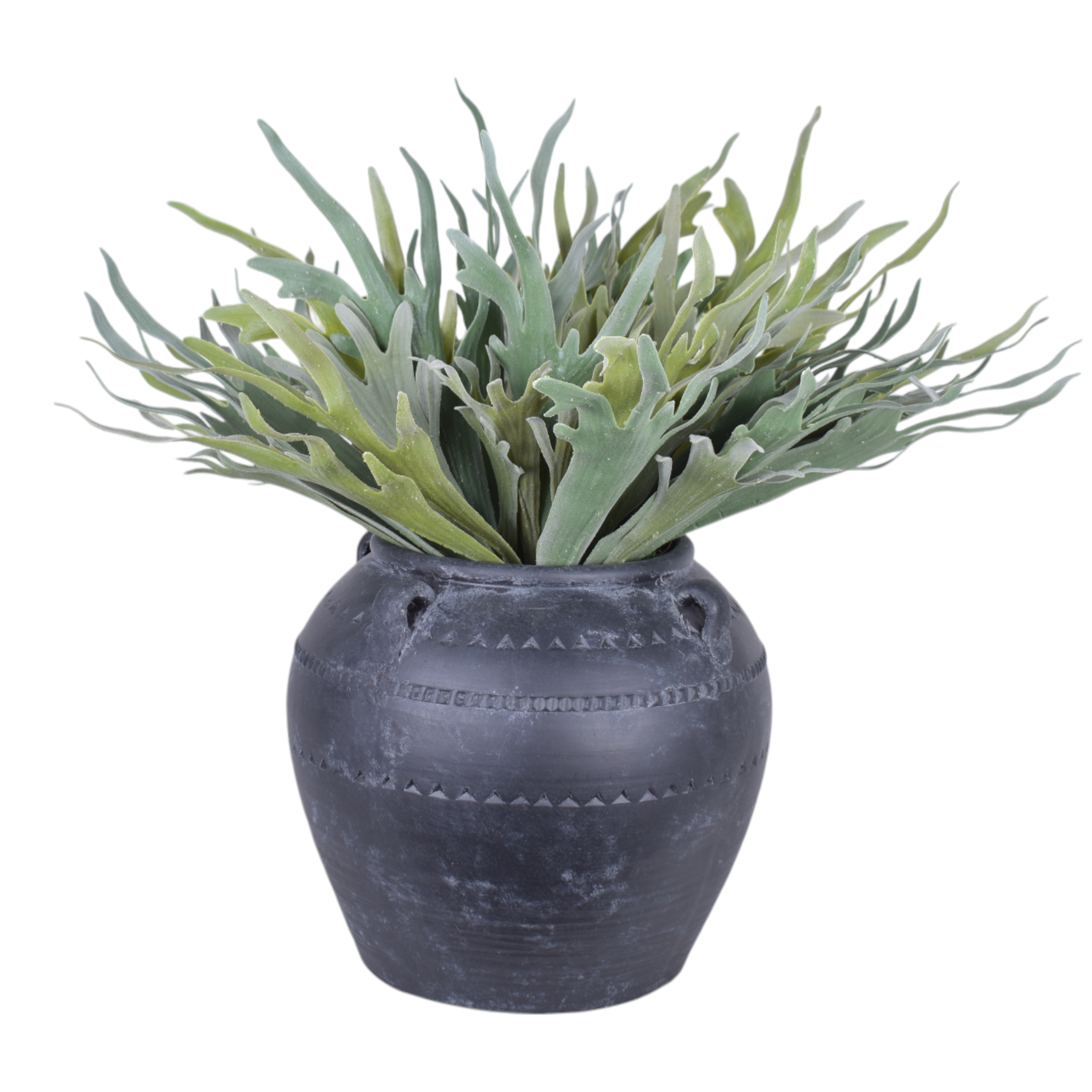 Georgie Pot with Staghorn Fern Arrangement   AR1007